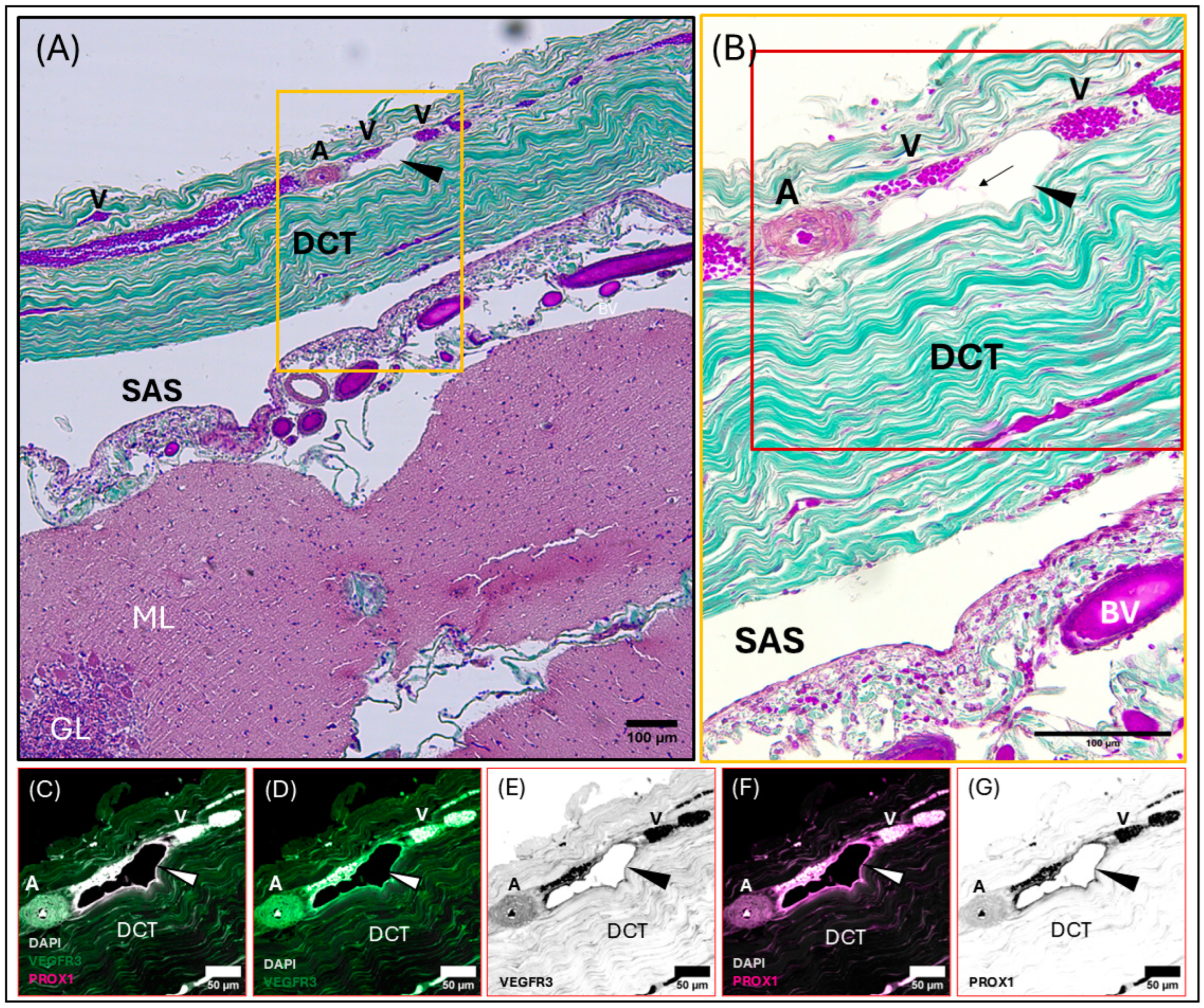 Animals 15 00729 g005