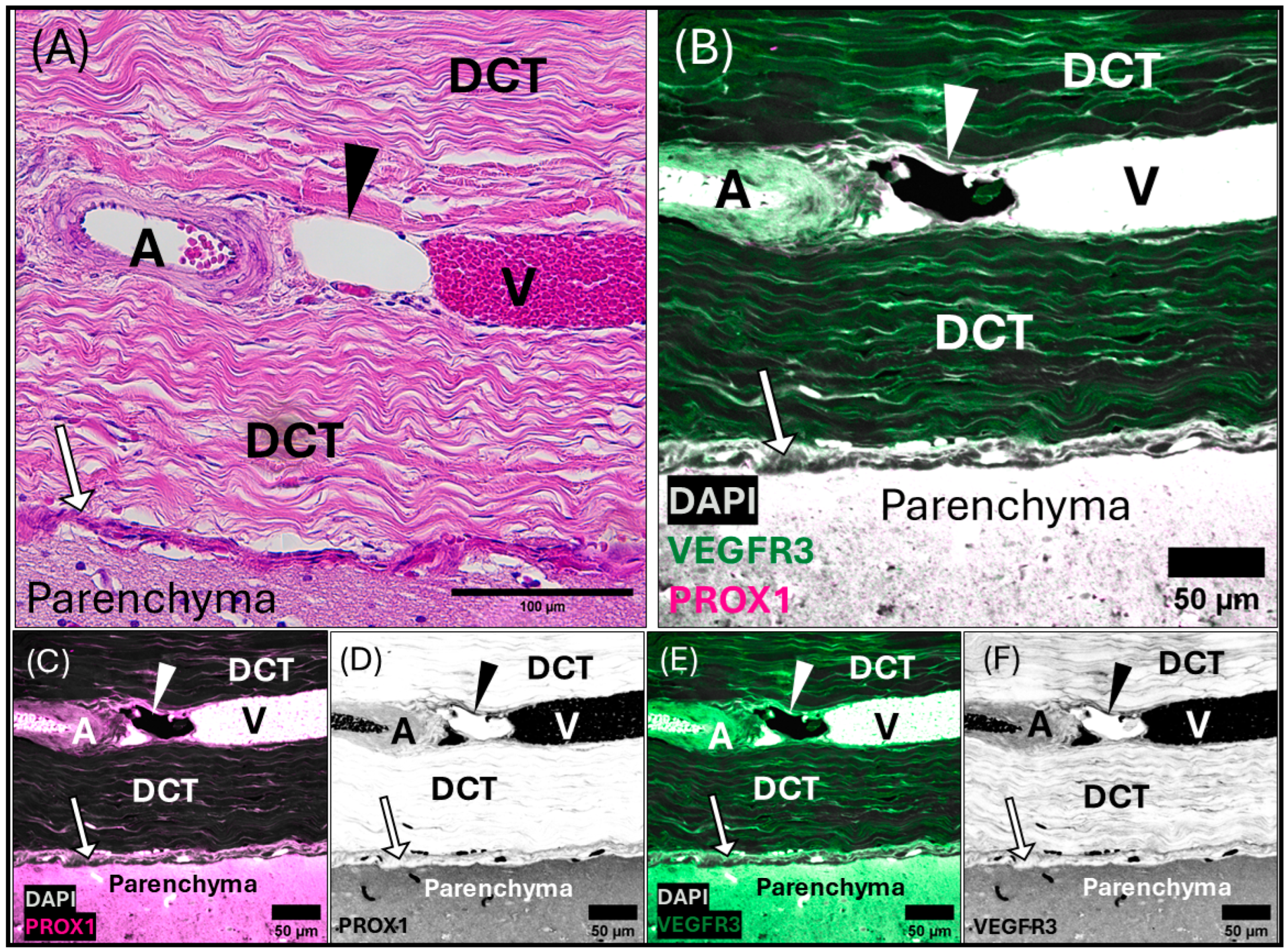 Animals 15 00729 g006