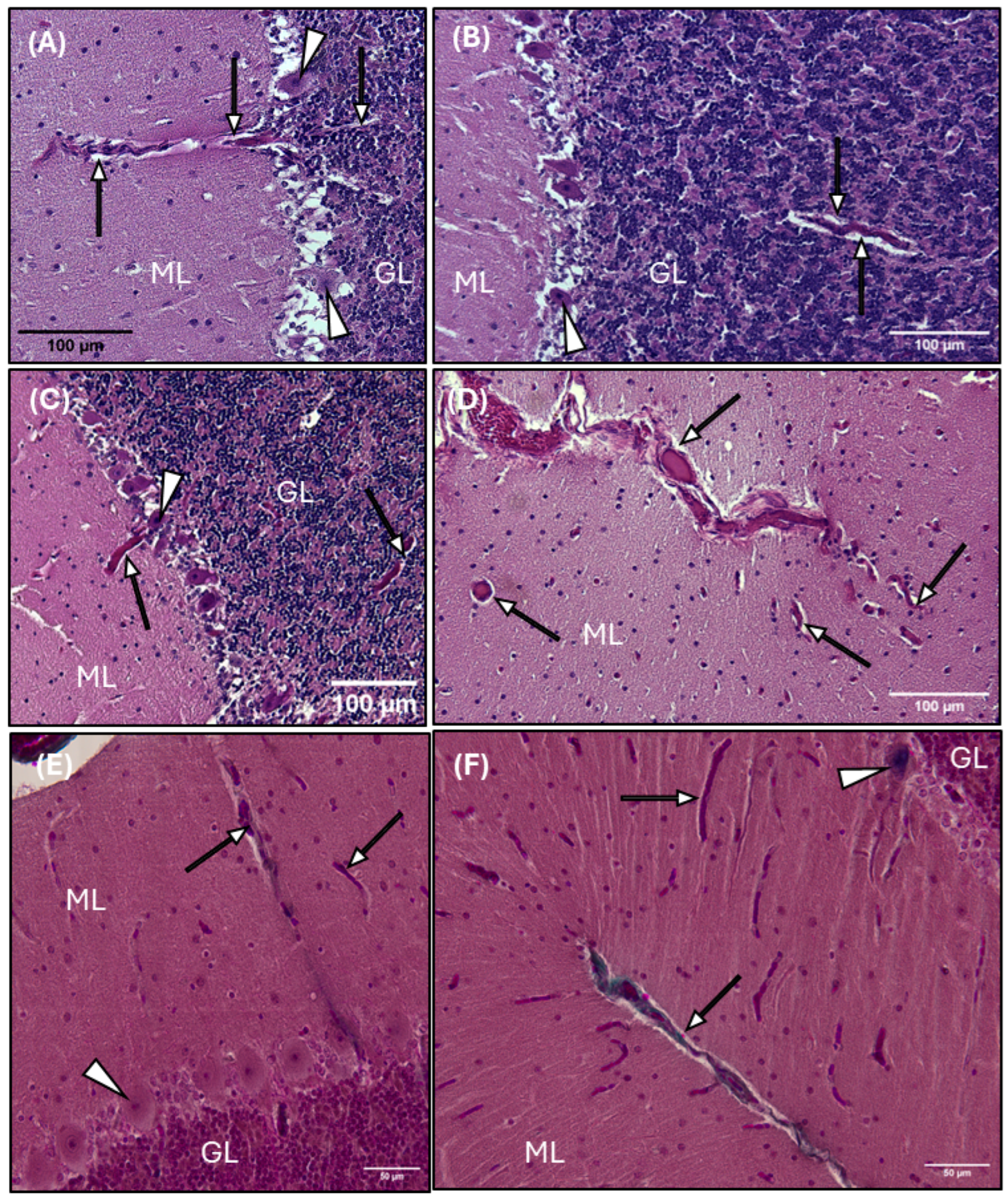 Animals 15 00729 g008