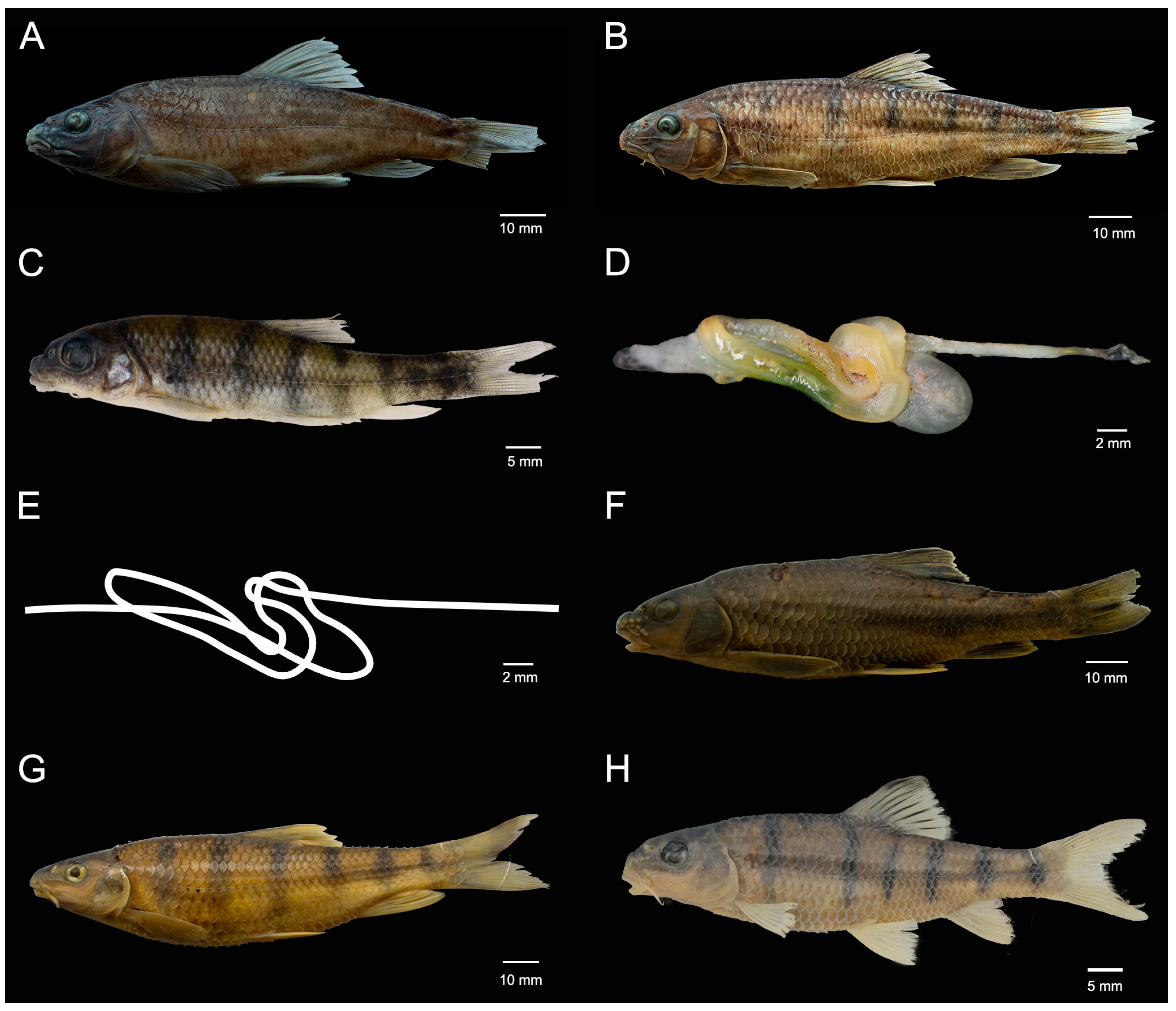 Animals 15 00734 g002