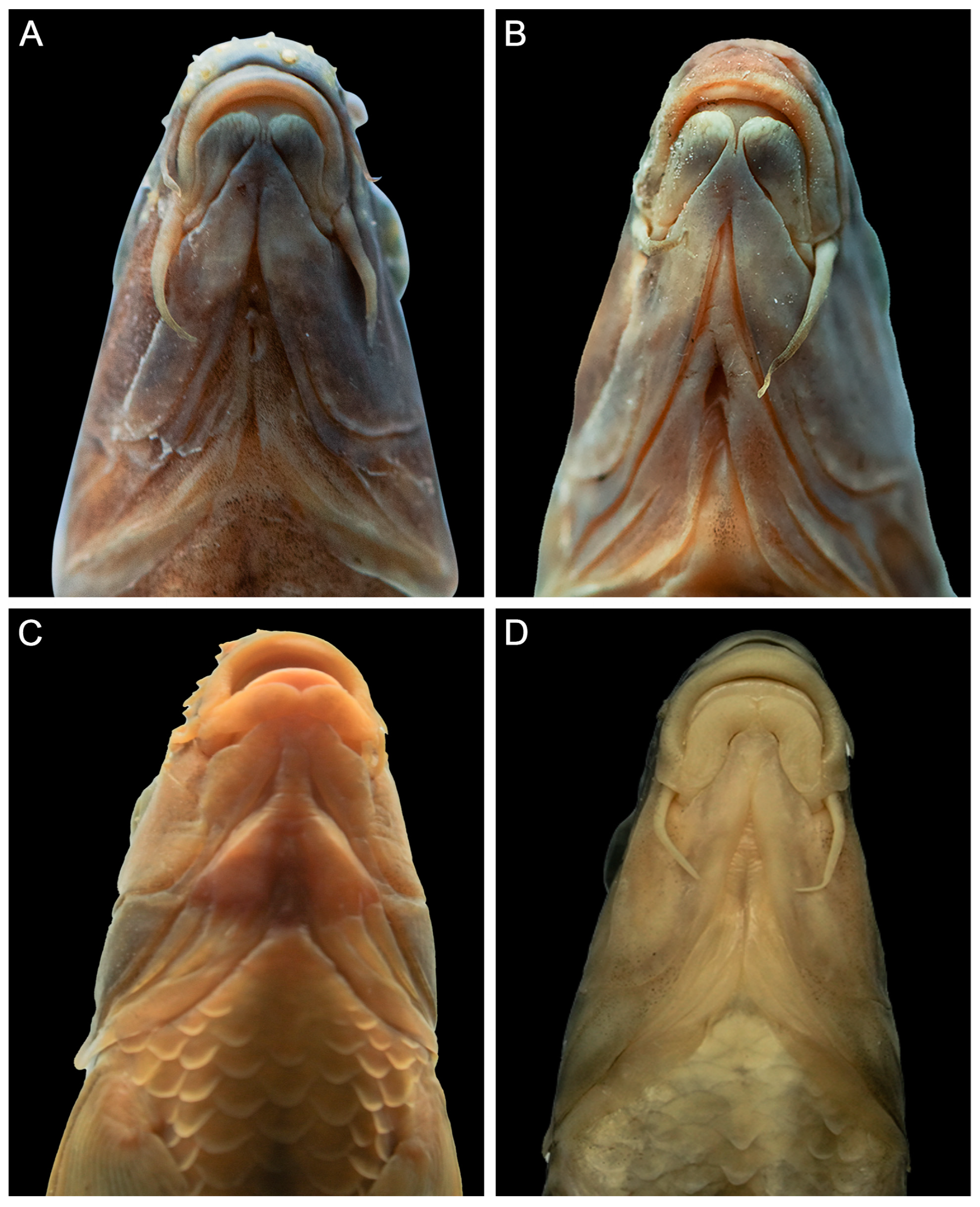 Animals 15 00734 g003