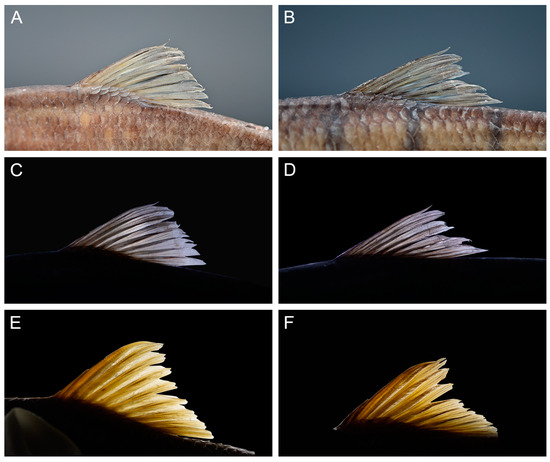 南アジアを知る事典 = CYCLOPEDIA OF SOUTH ASIA : … Are Alexandrium catenella Blooms Spreading Offshore in