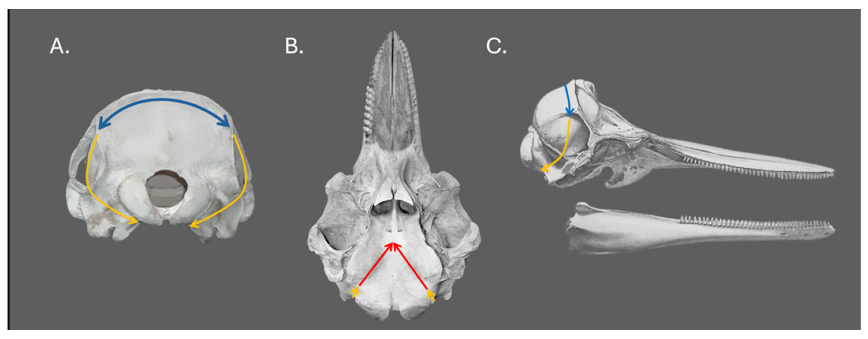 Animals 15 00735 g001