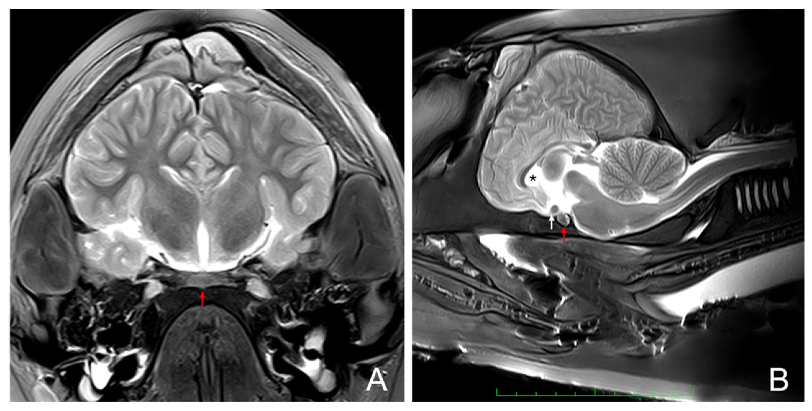 Animals 15 00735 g002