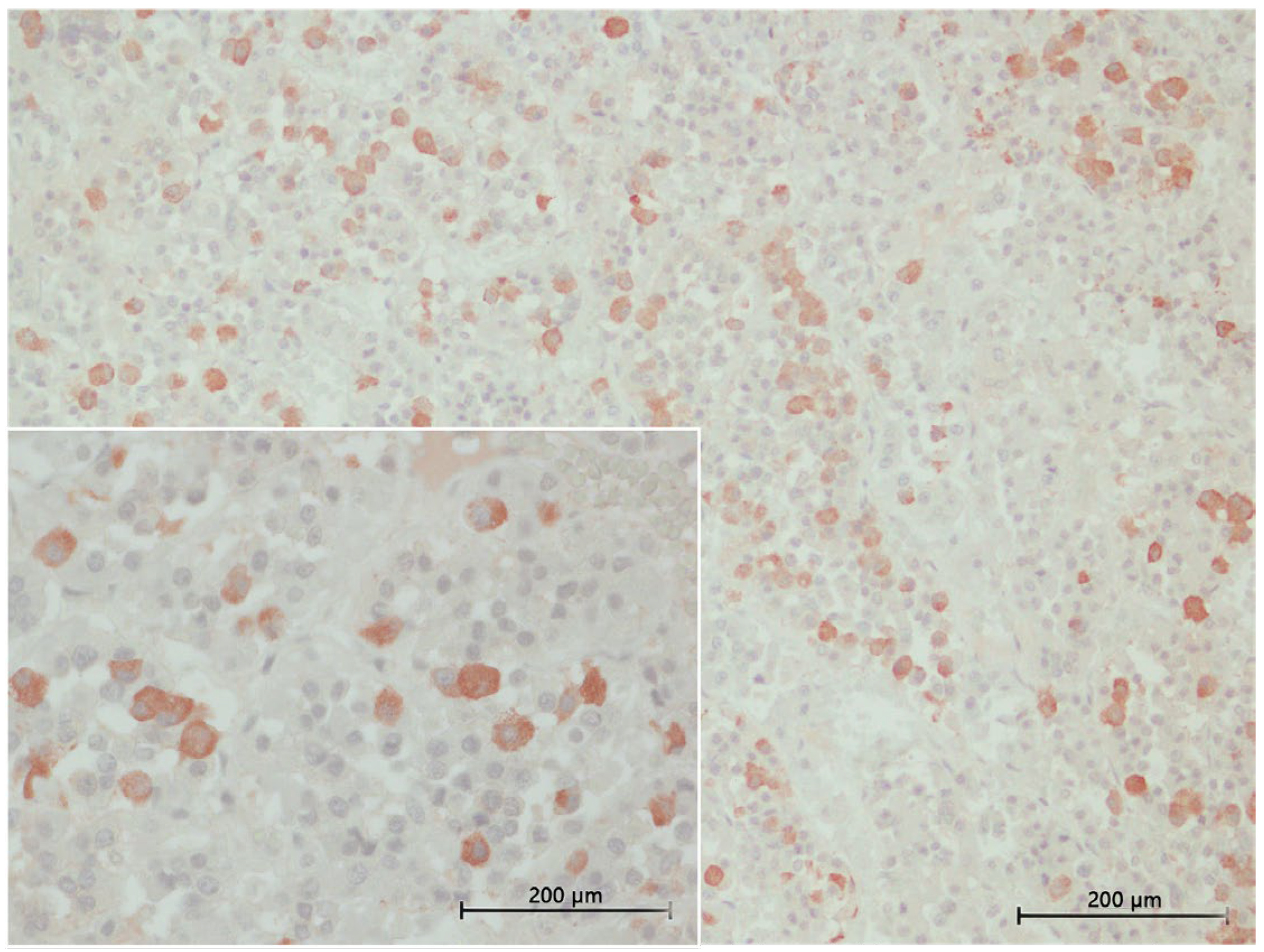 Animals 15 00735 g006