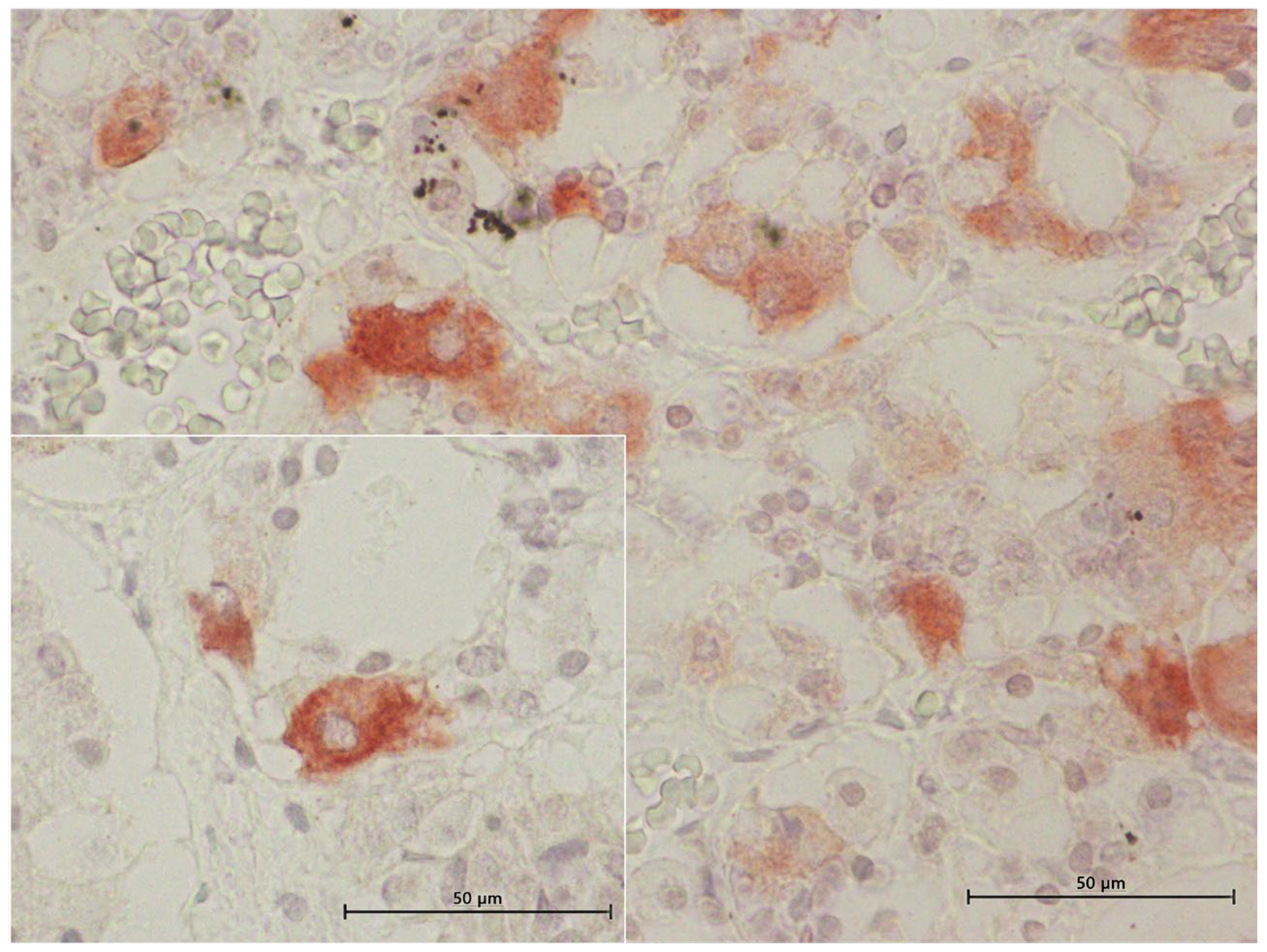 Animals 15 00735 g007