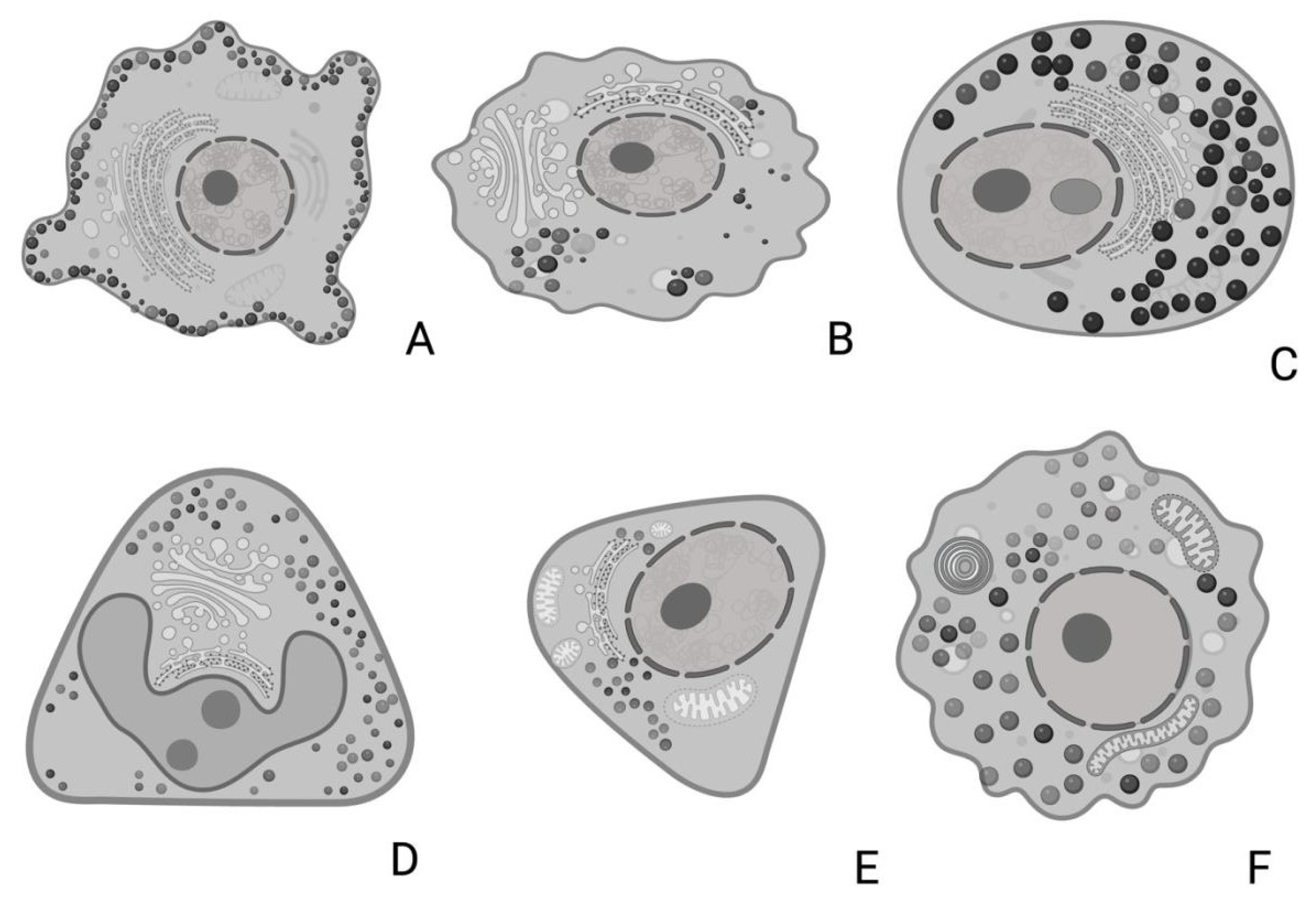 Animals 15 00735 g008