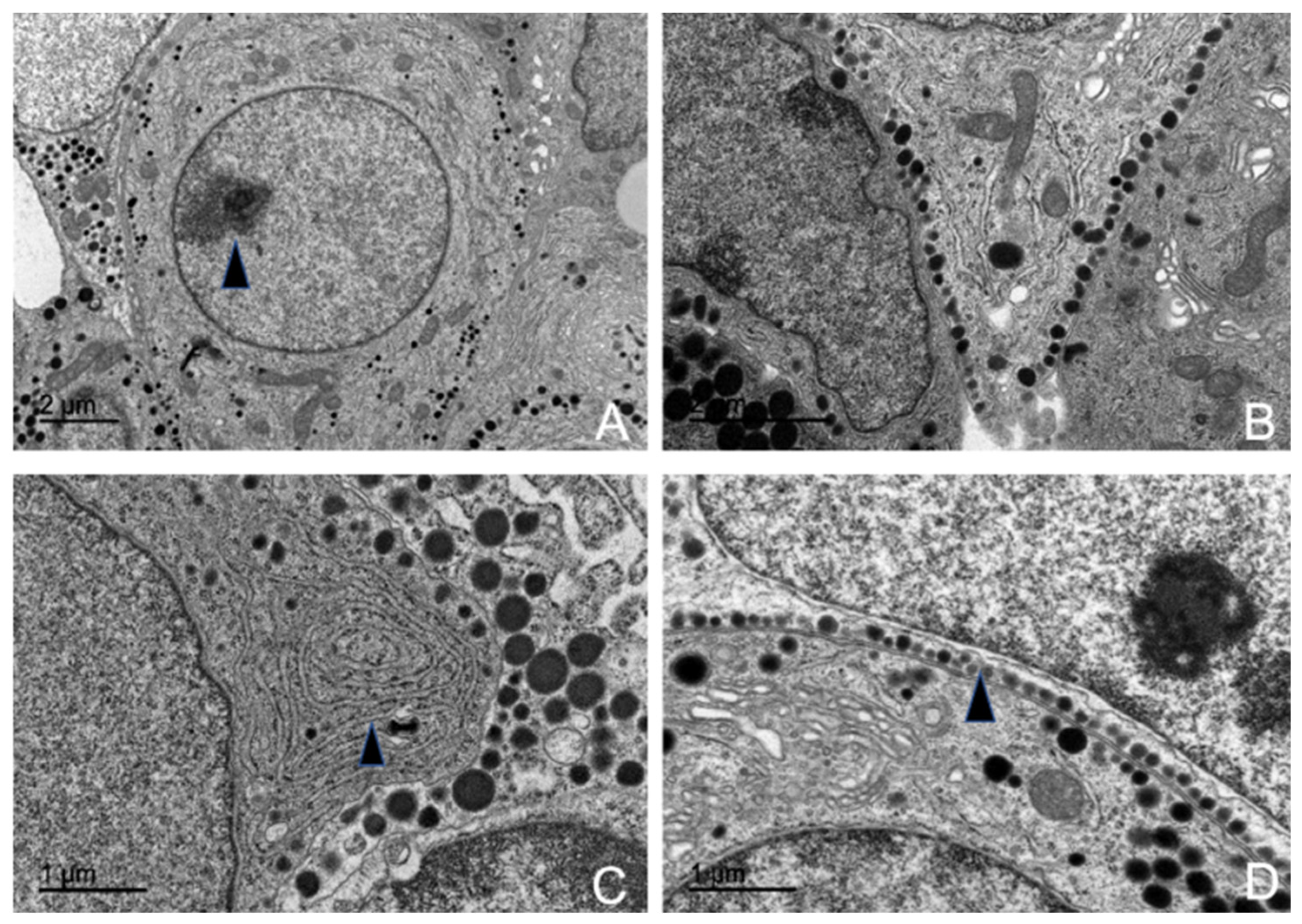 Animals 15 00735 g010