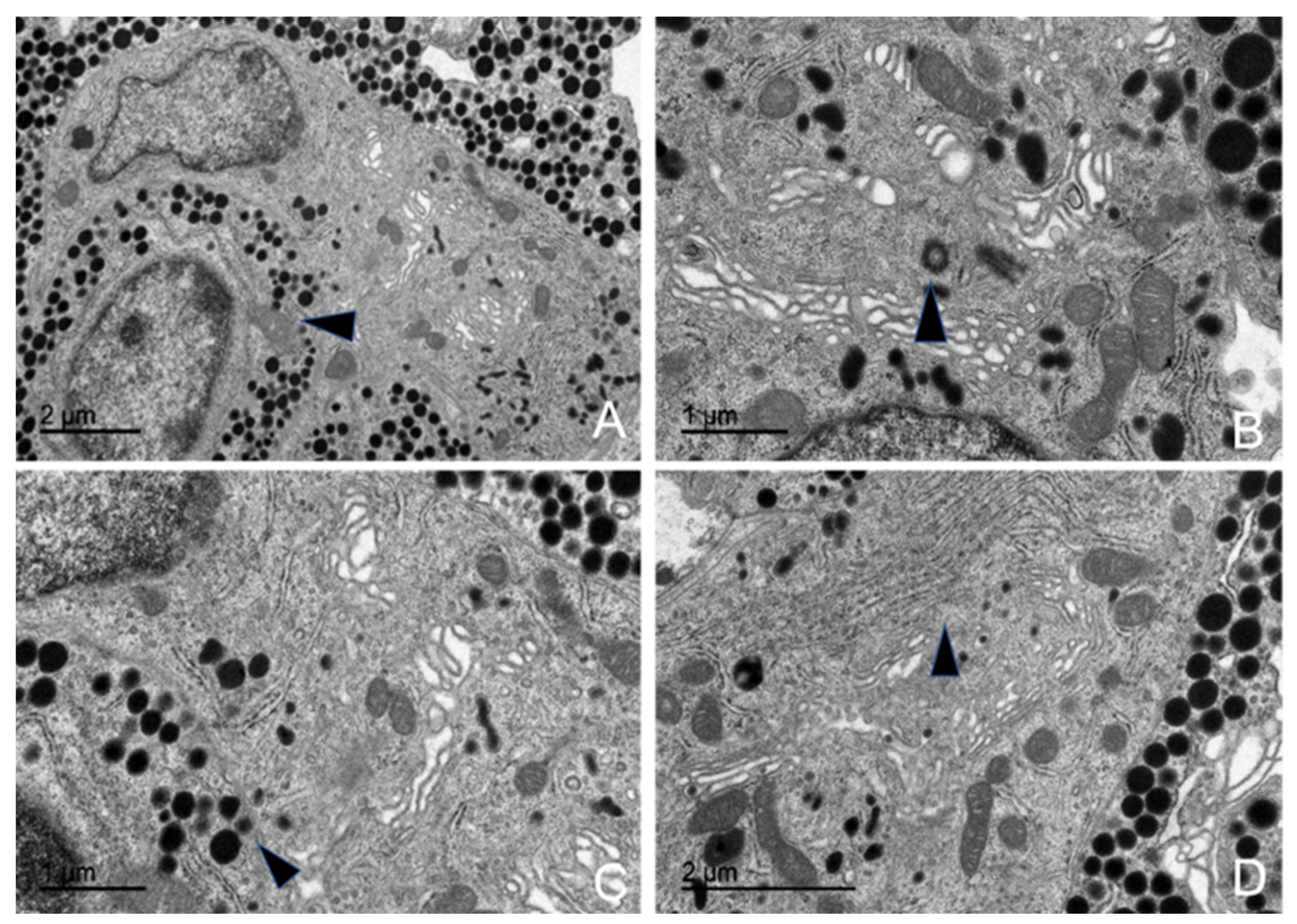 Animals 15 00735 g011