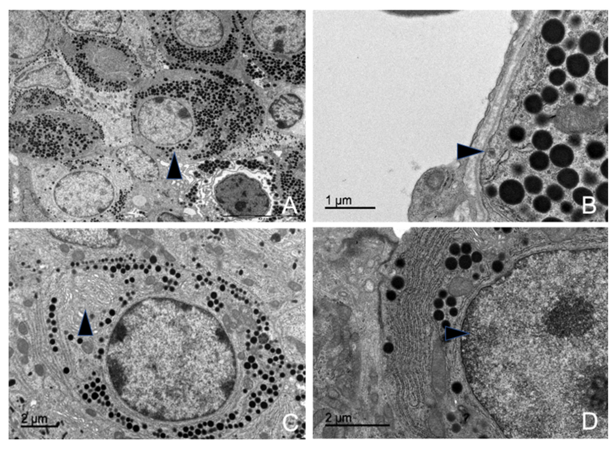 Animals 15 00735 g012