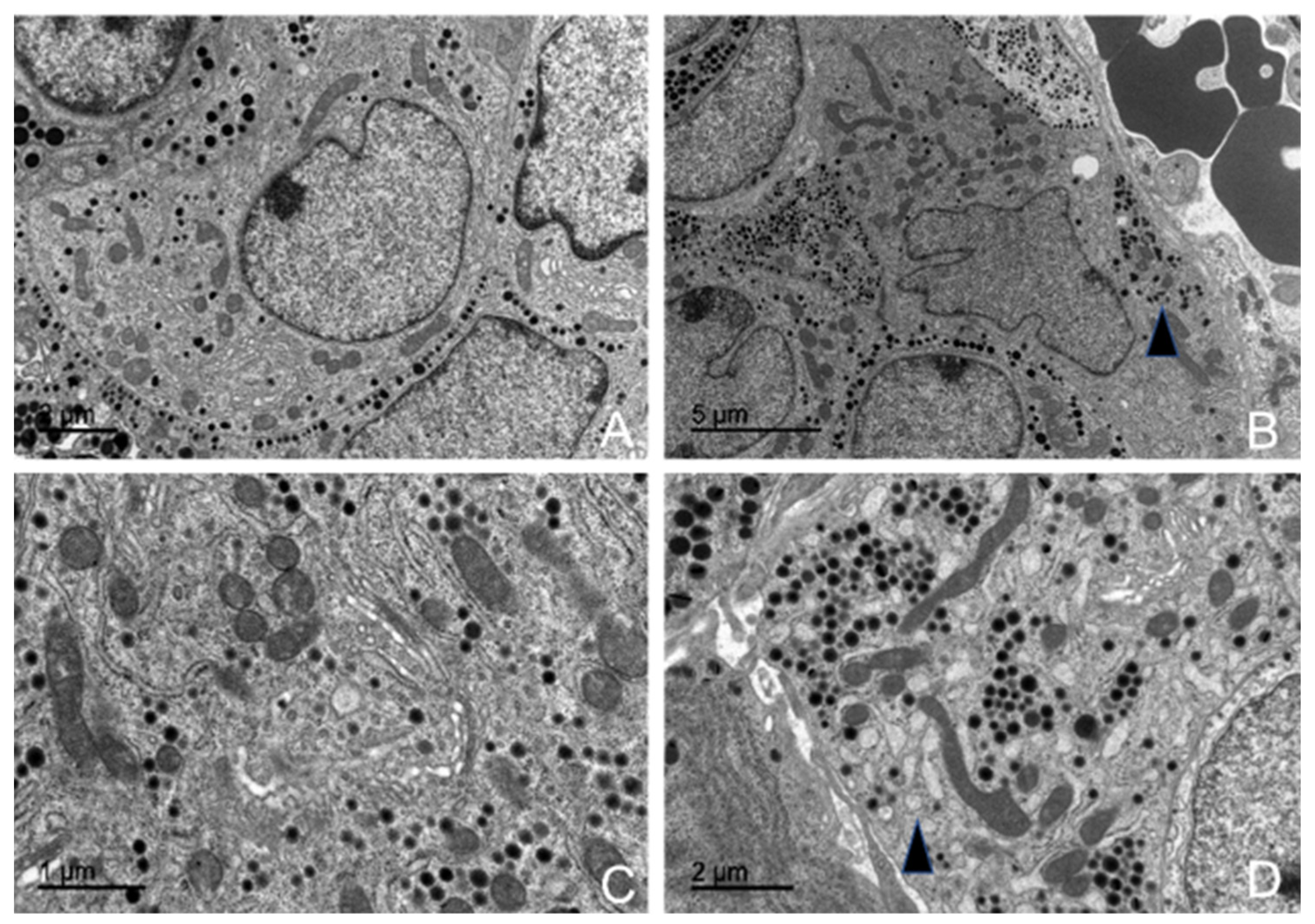 Animals 15 00735 g013