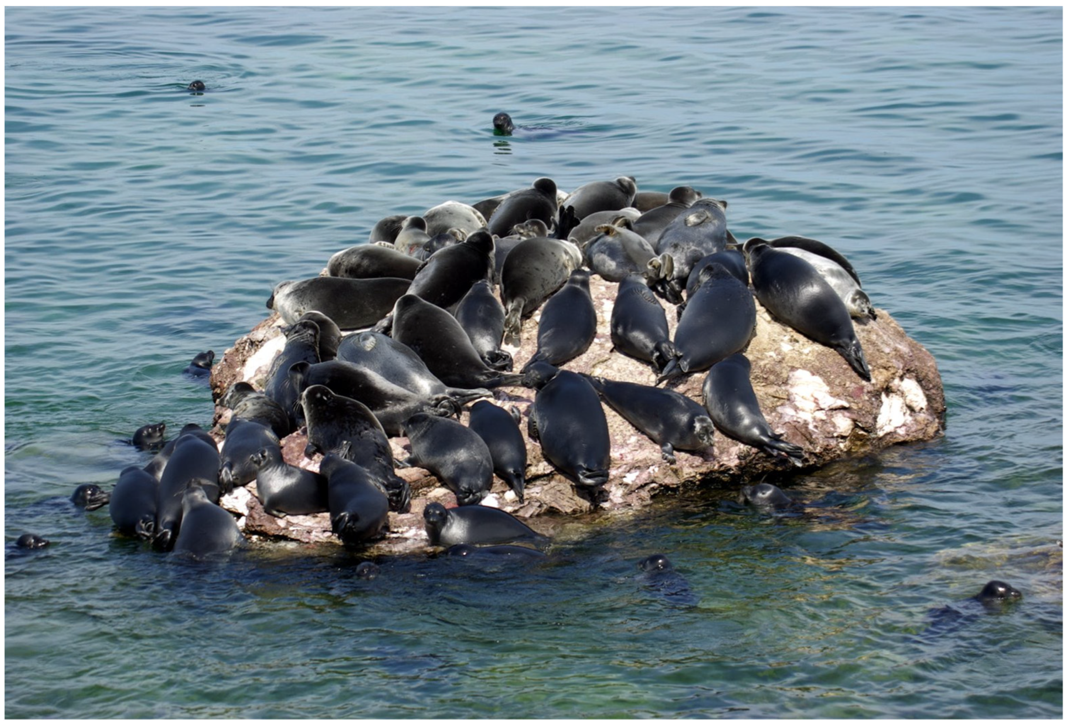 Animals 15 00739 g001