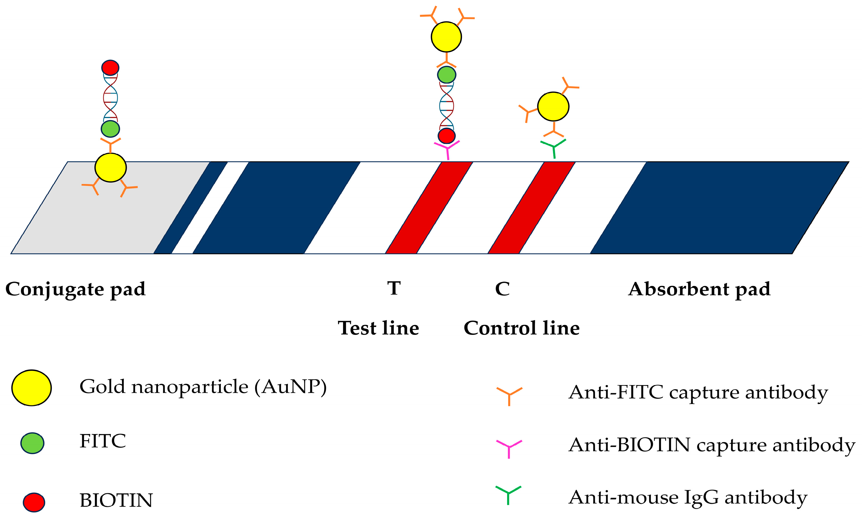 Animals 15 00740 g001