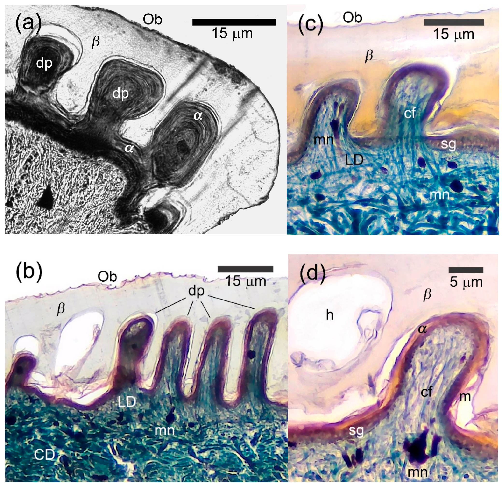 Animals 15 00743 g003