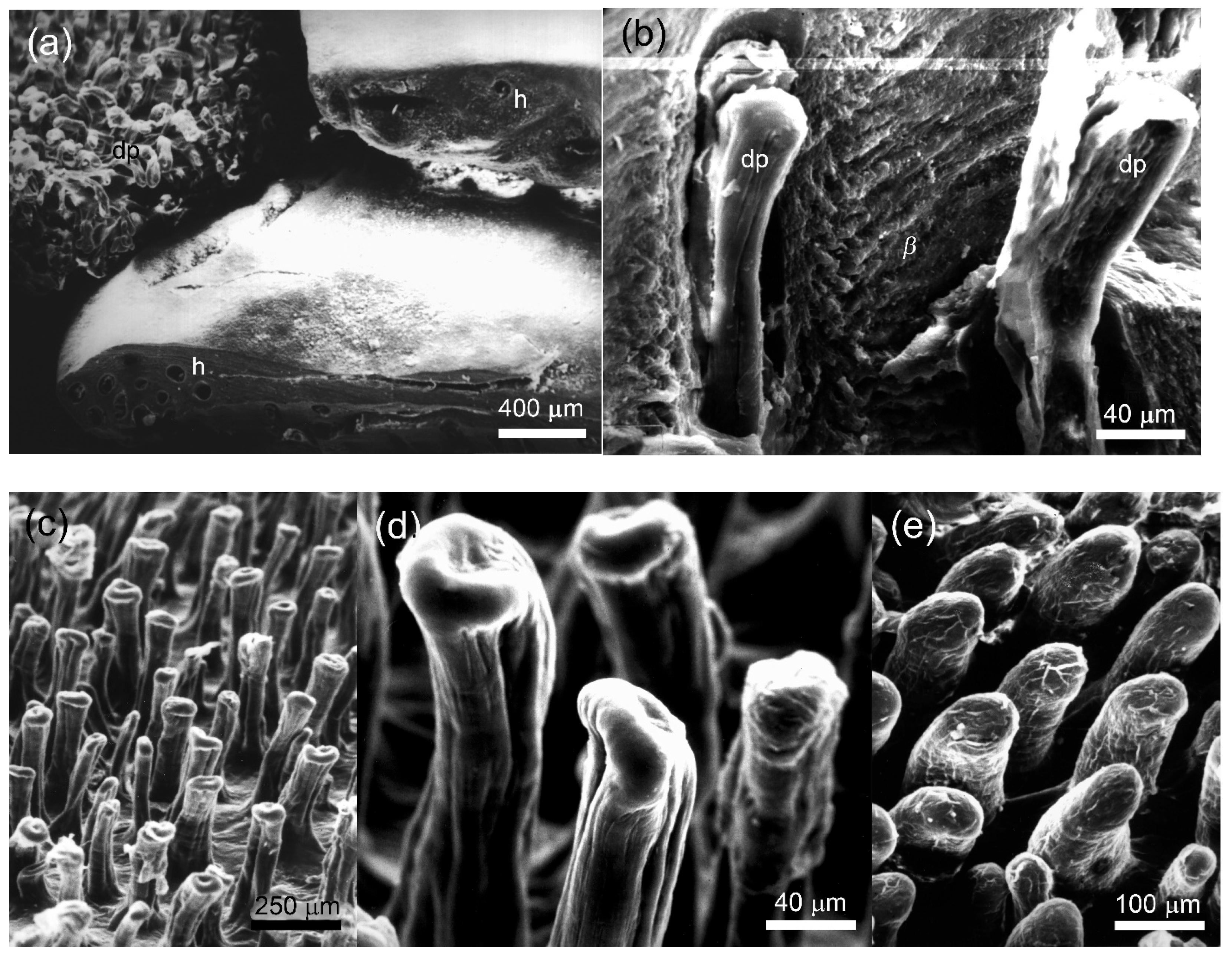 Animals 15 00743 g004