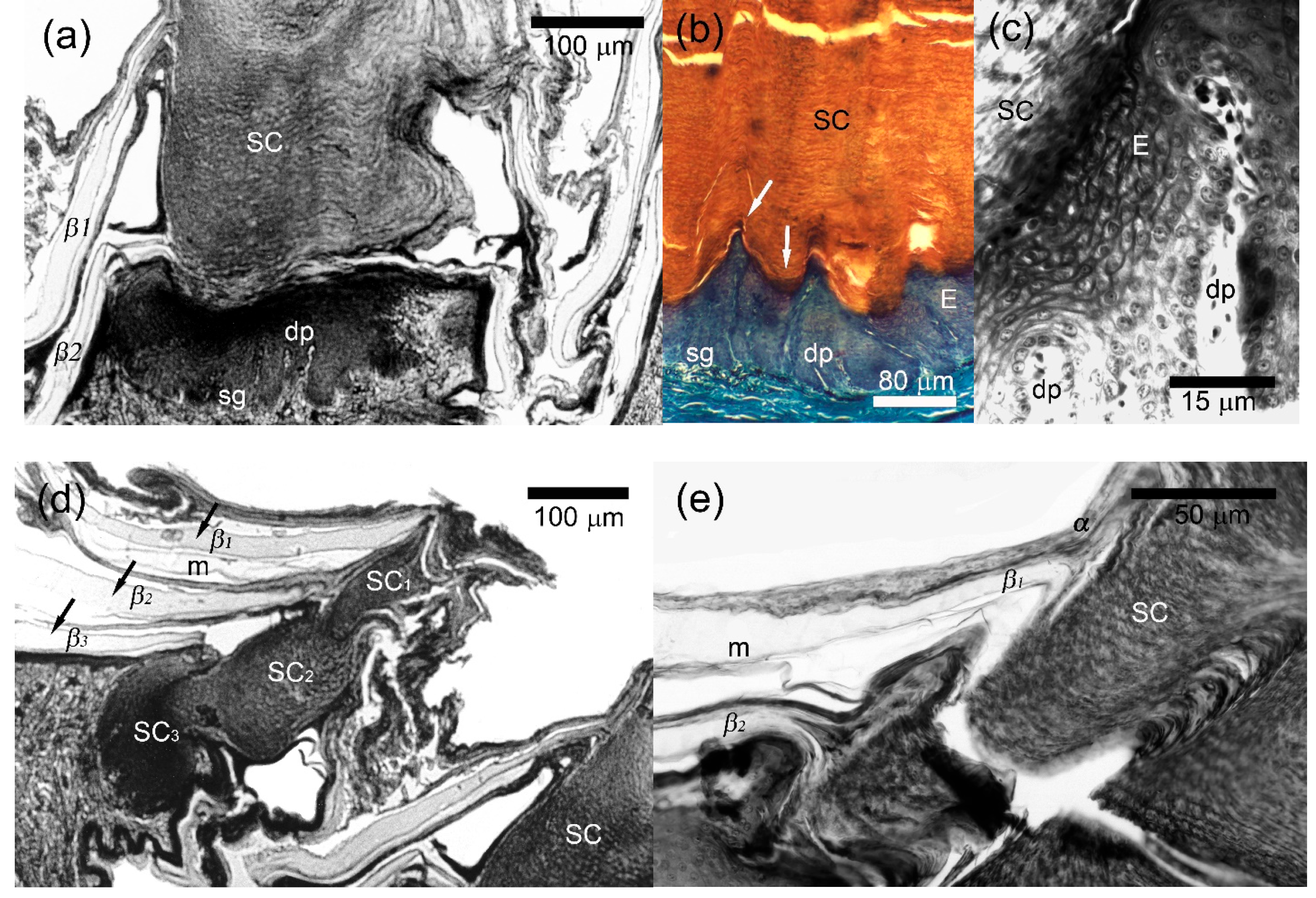 Animals 15 00743 g005