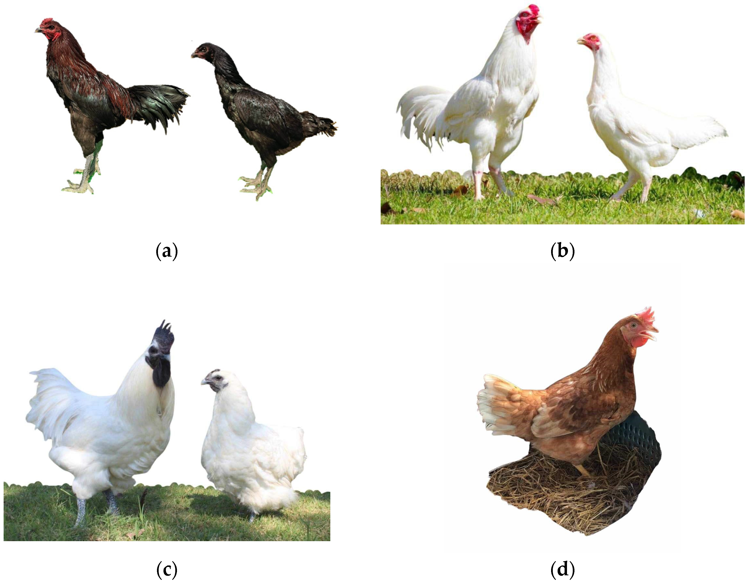 Animals 15 00744 g001