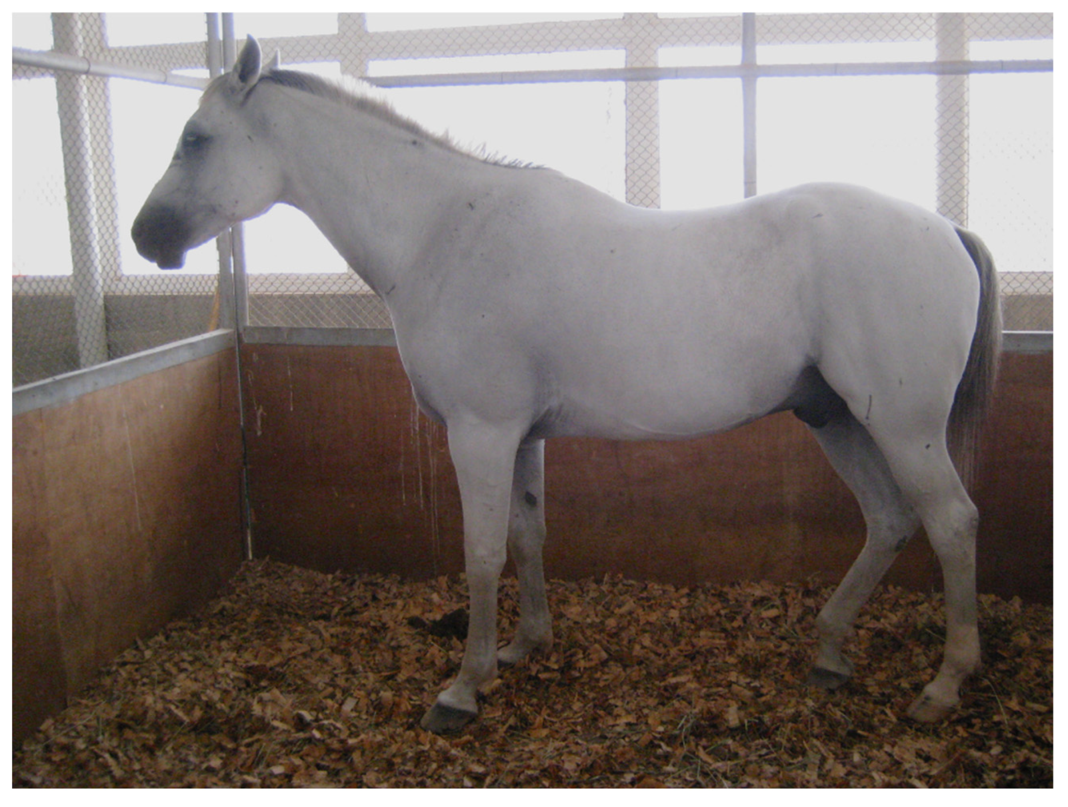 Animals 15 00751 g004 Animals 15 00751 g004