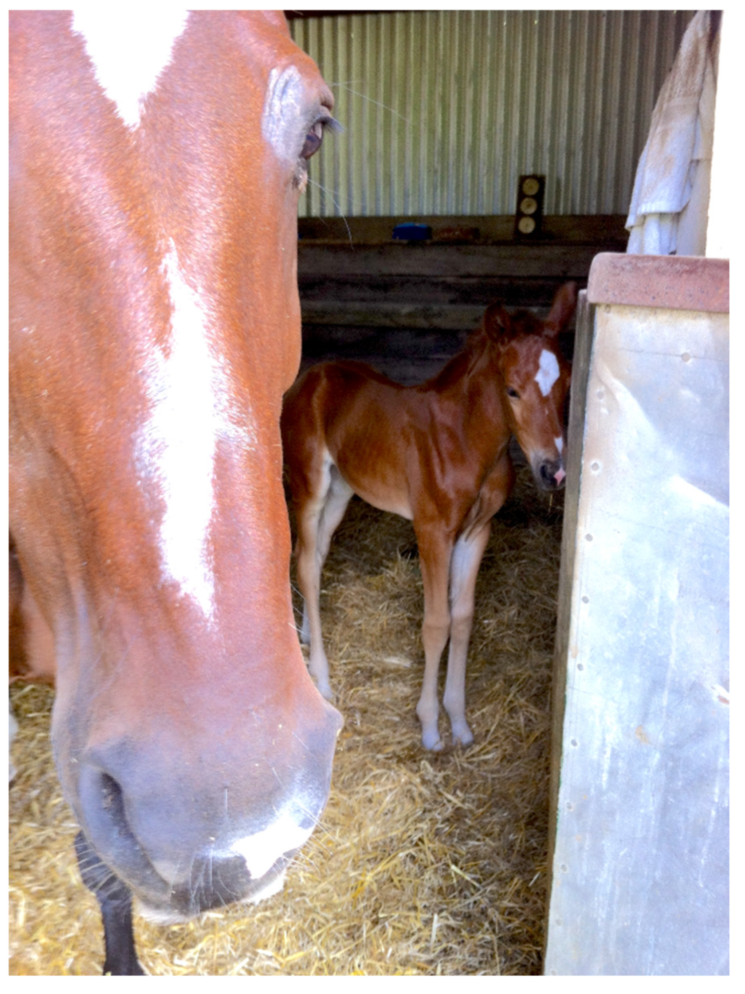 Animals 15 00751 g006 Animals 15 00751 g006