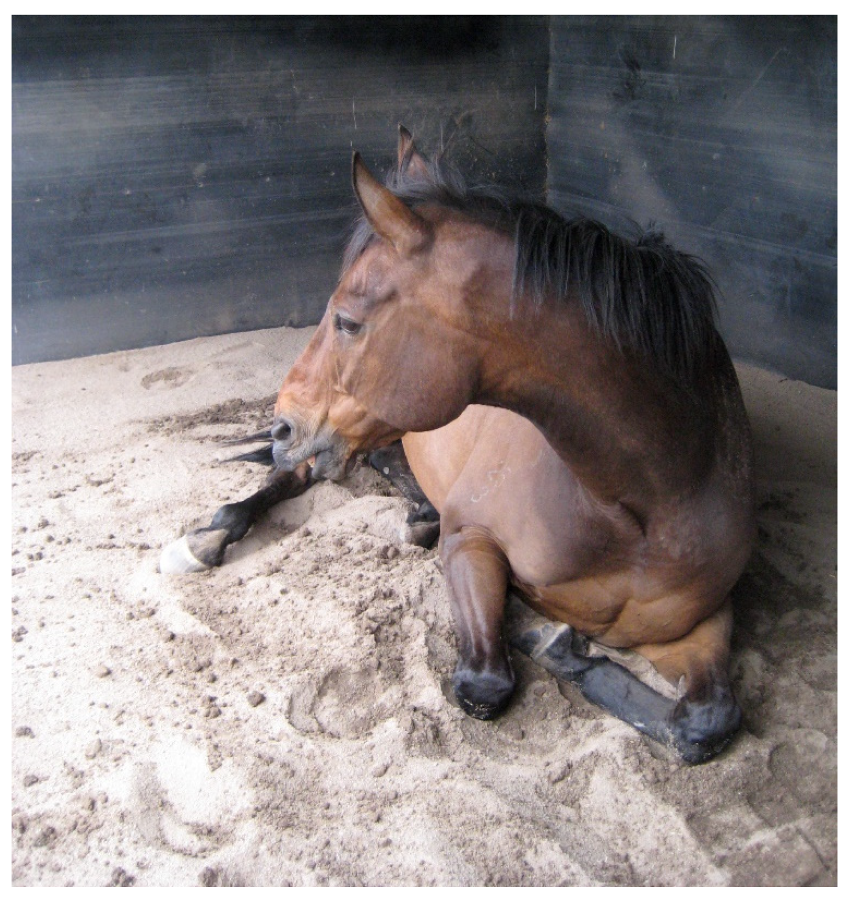 Animals 15 00751 g008 Animals 15 00751 g008