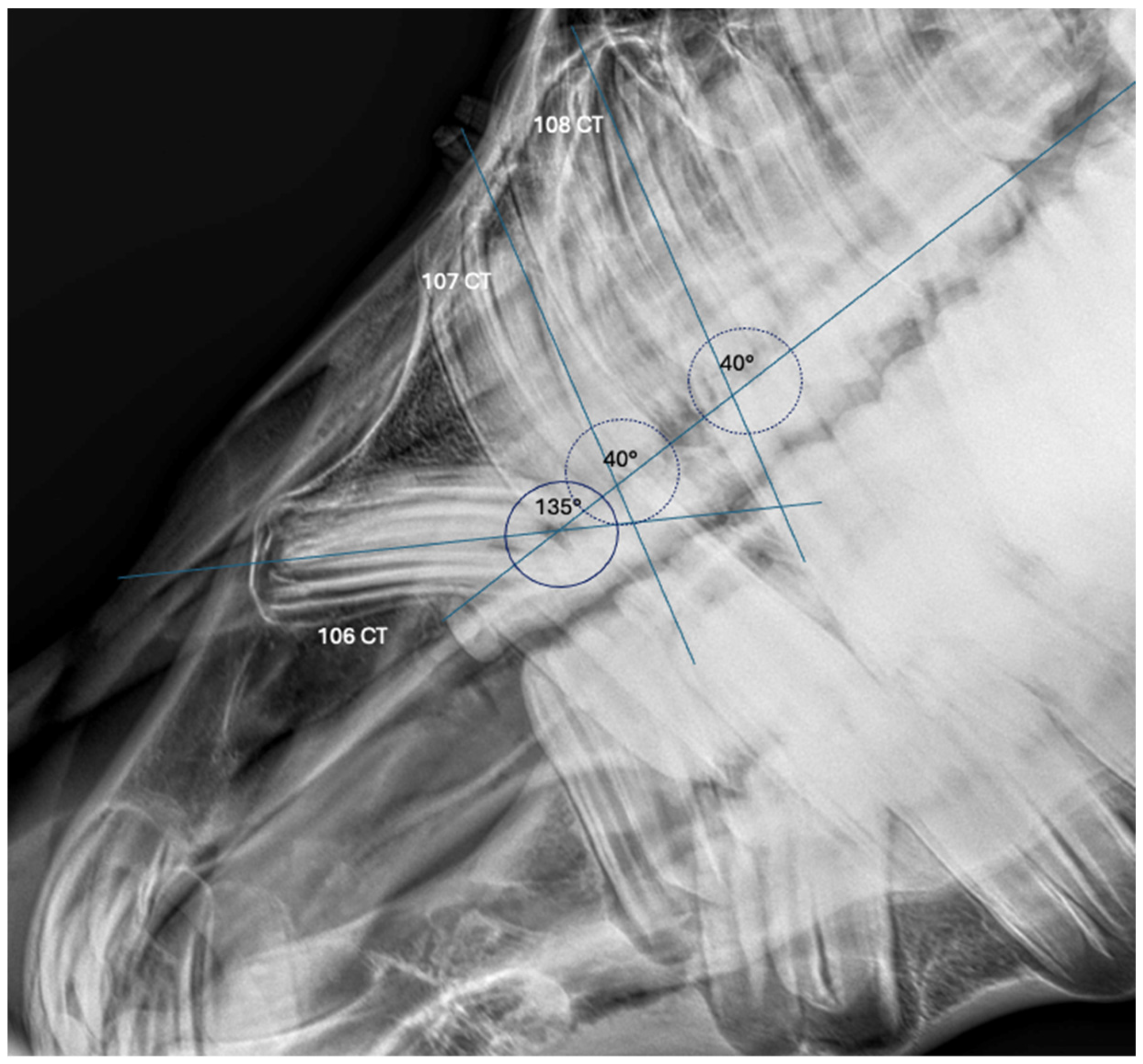 Animals 15 00772 g001