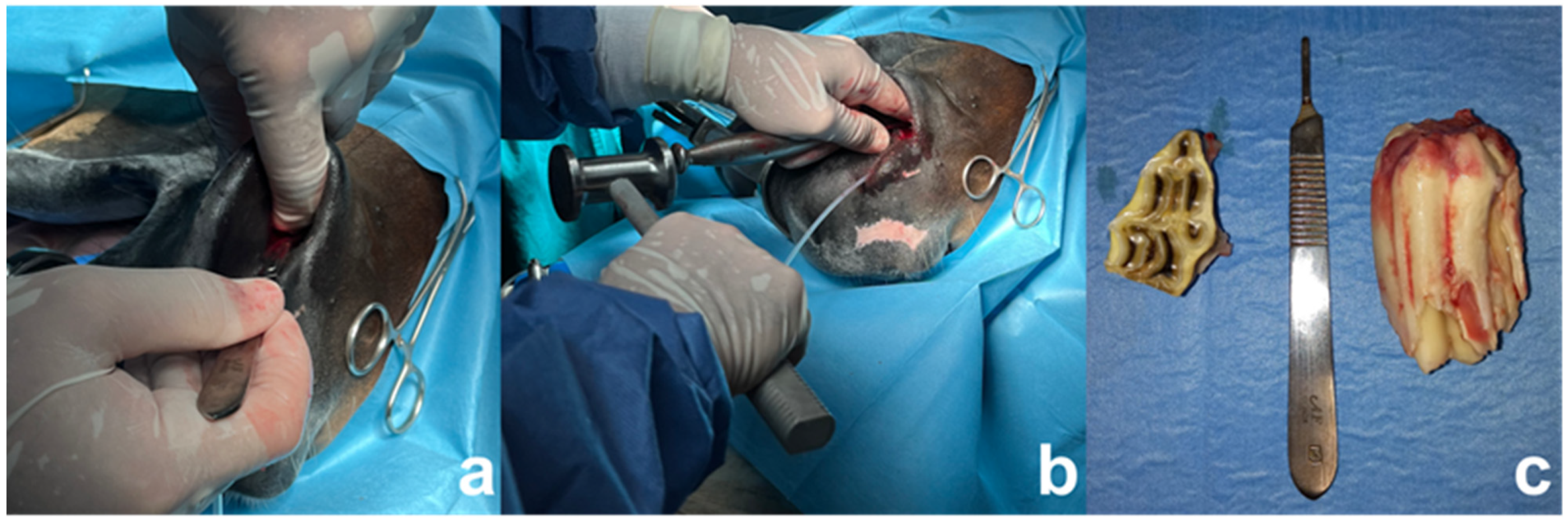 Animals 15 00772 g002