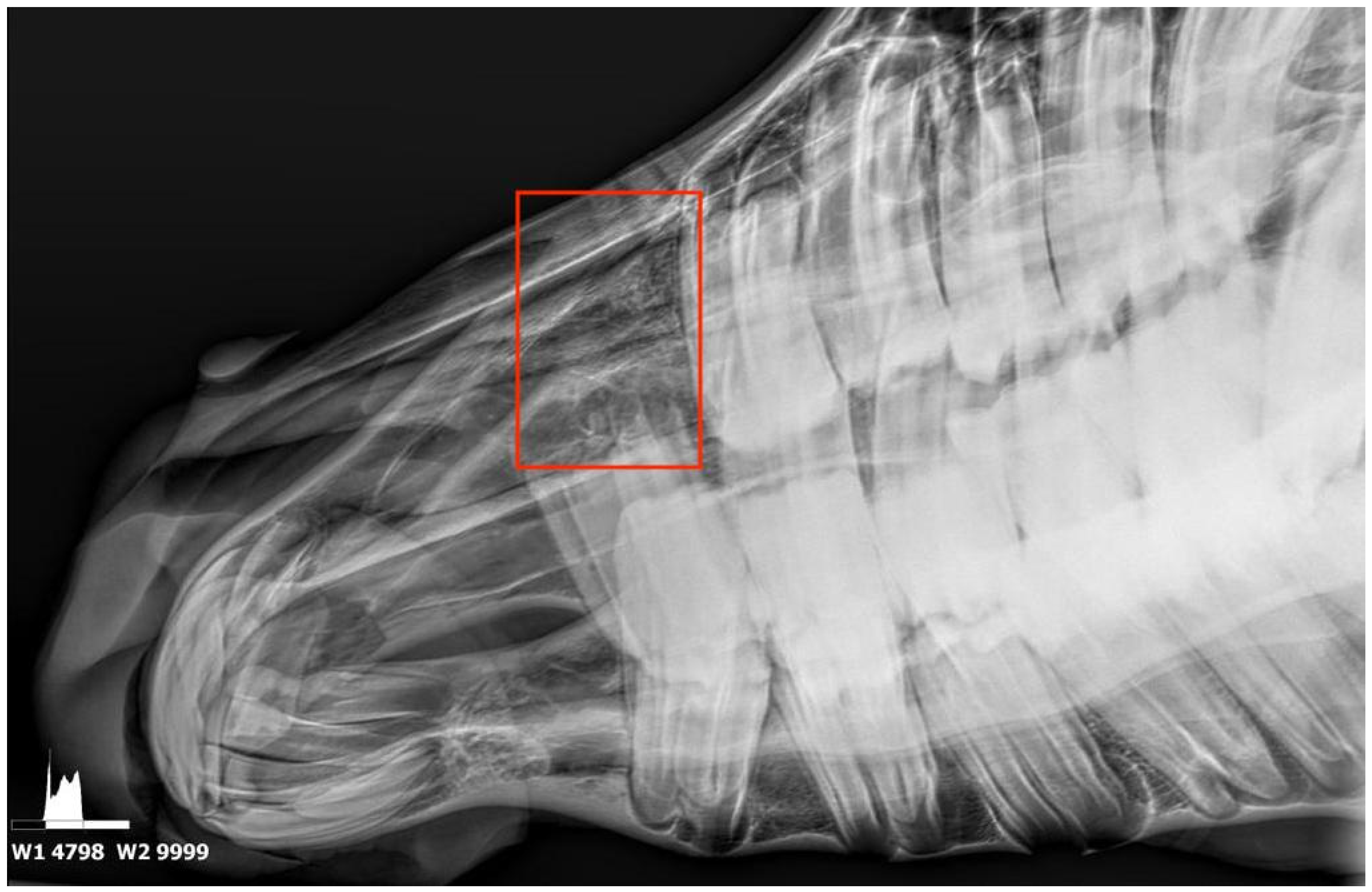 Animals 15 00772 g003