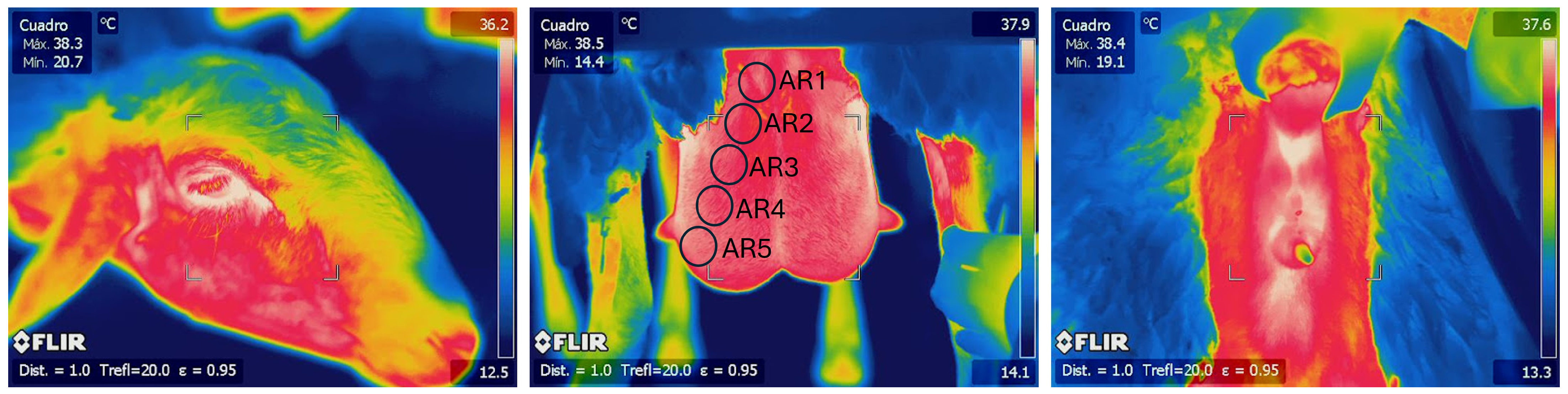 Animals 15 00773 g001