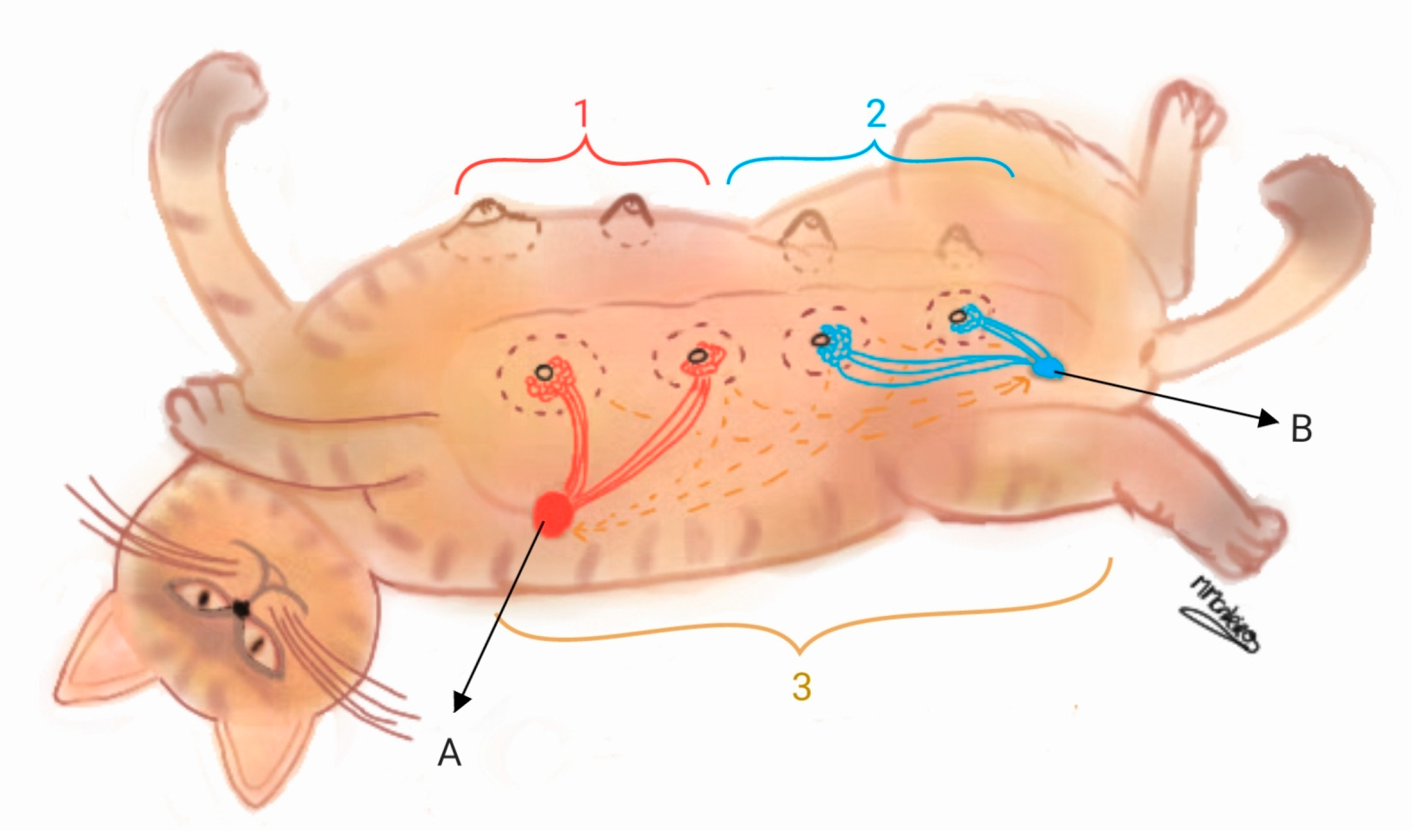 Animals 15 00779 g001