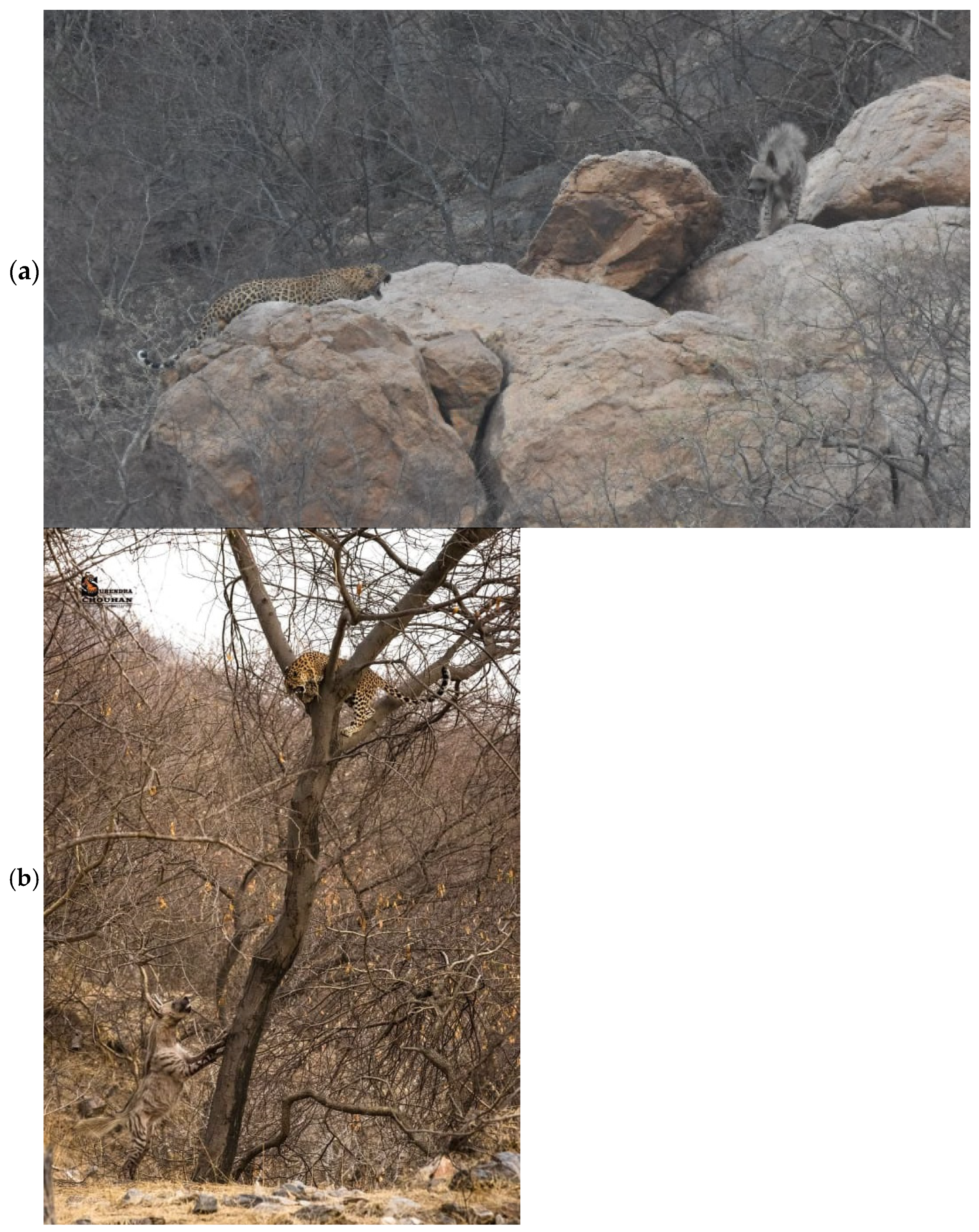 Animals 15 00784 g002