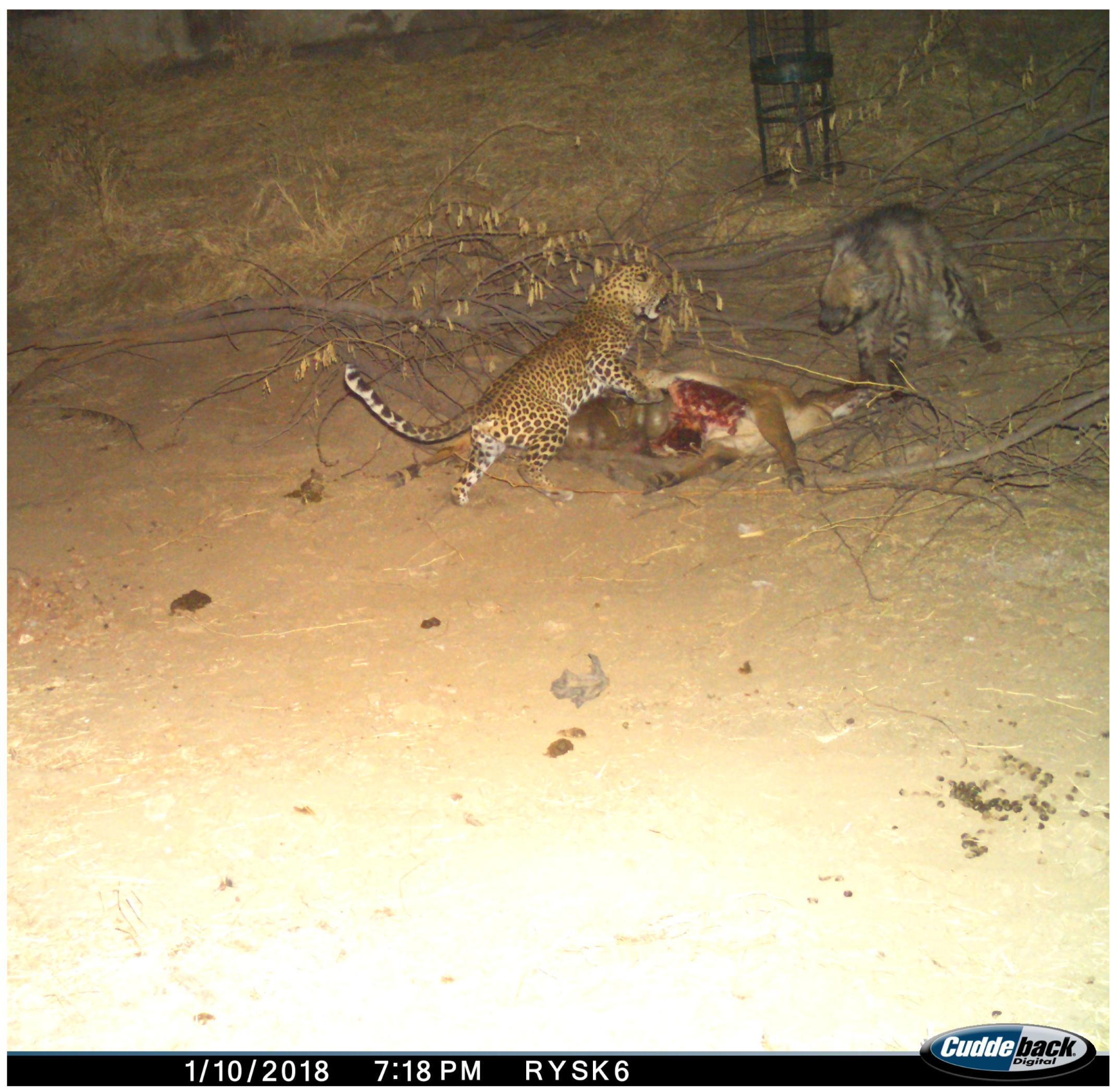 Animals 15 00784 g006