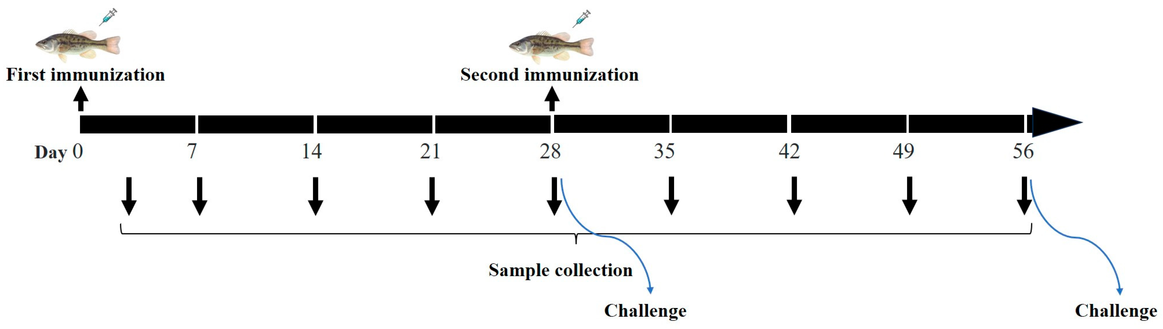 Animals 15 00803 g001