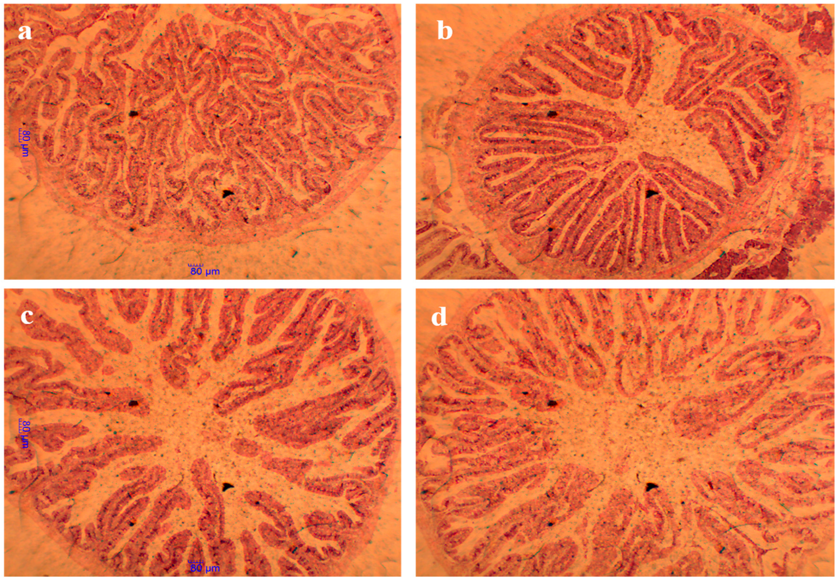 Animals 15 00810 g003