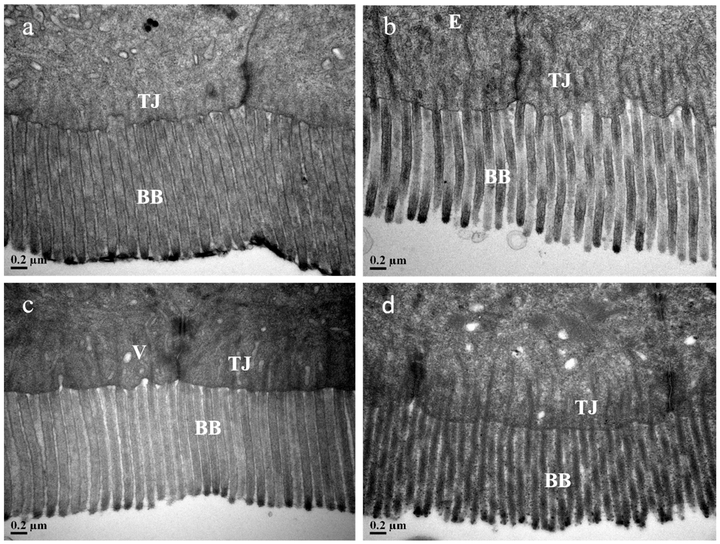 Animals 15 00810 g006