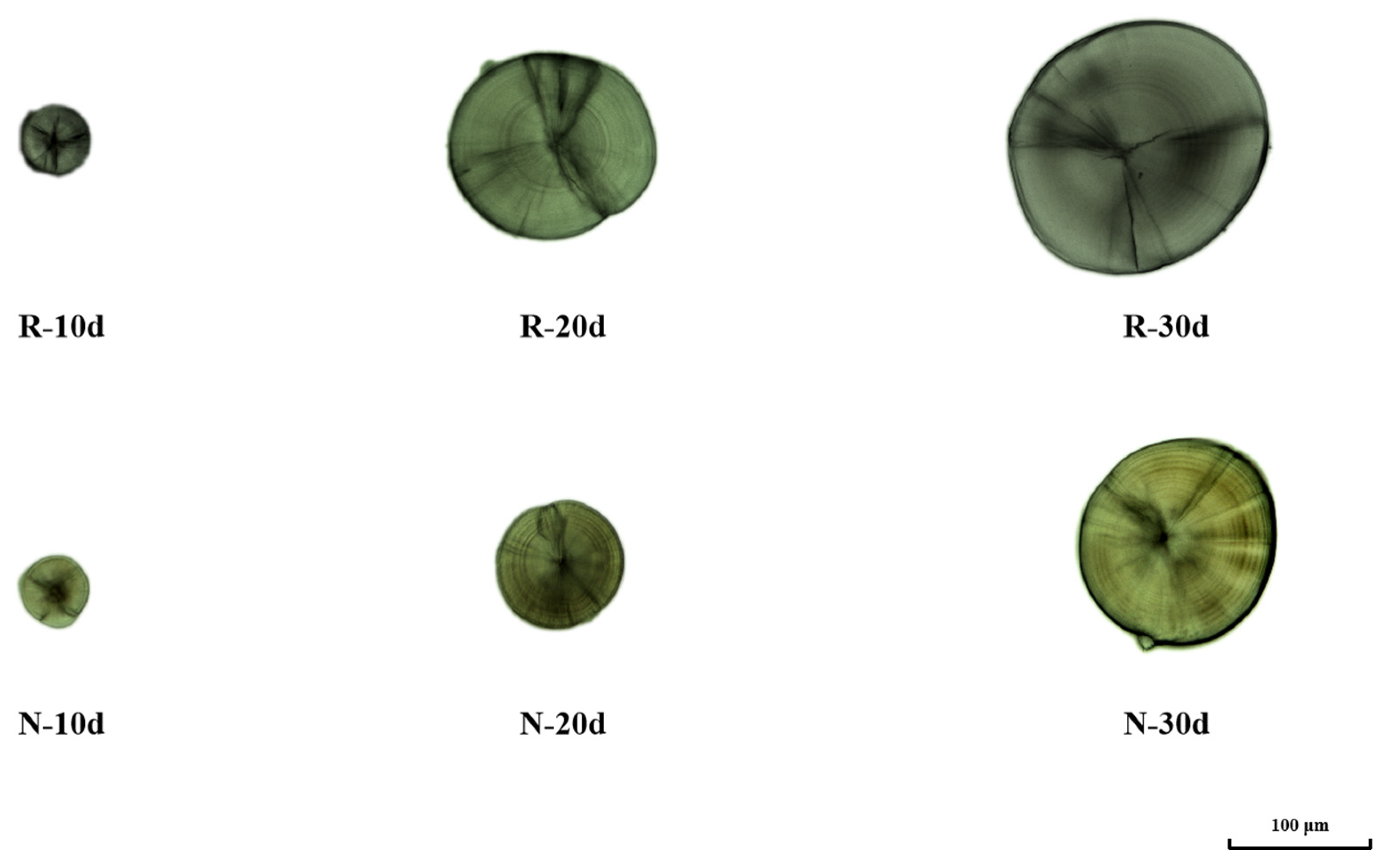 Animals 15 00814 g001