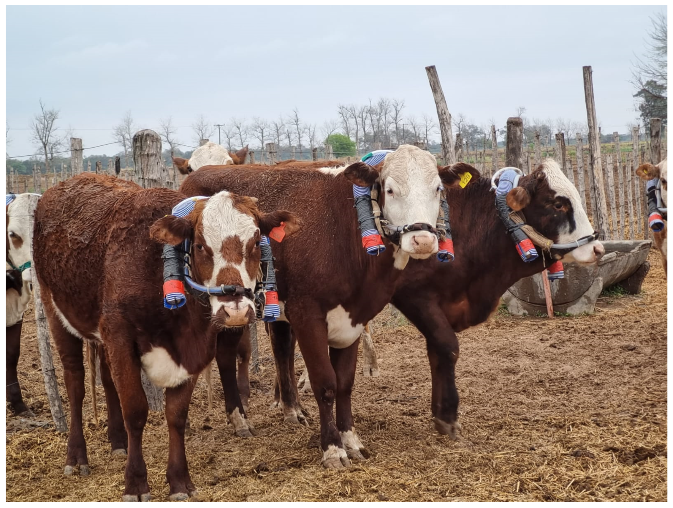 Animals 15 00819 g001