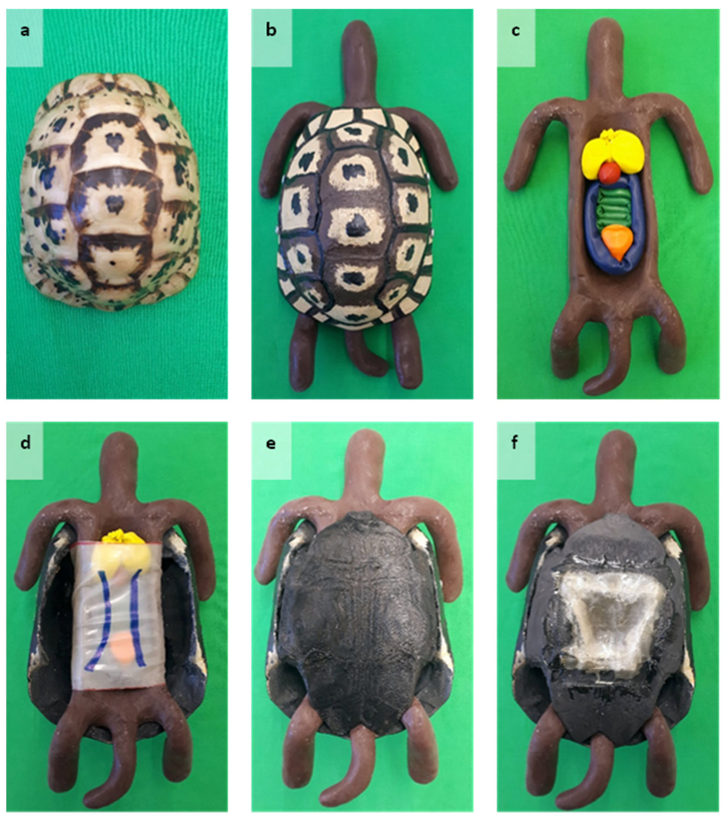 Animals 15 00824 g001