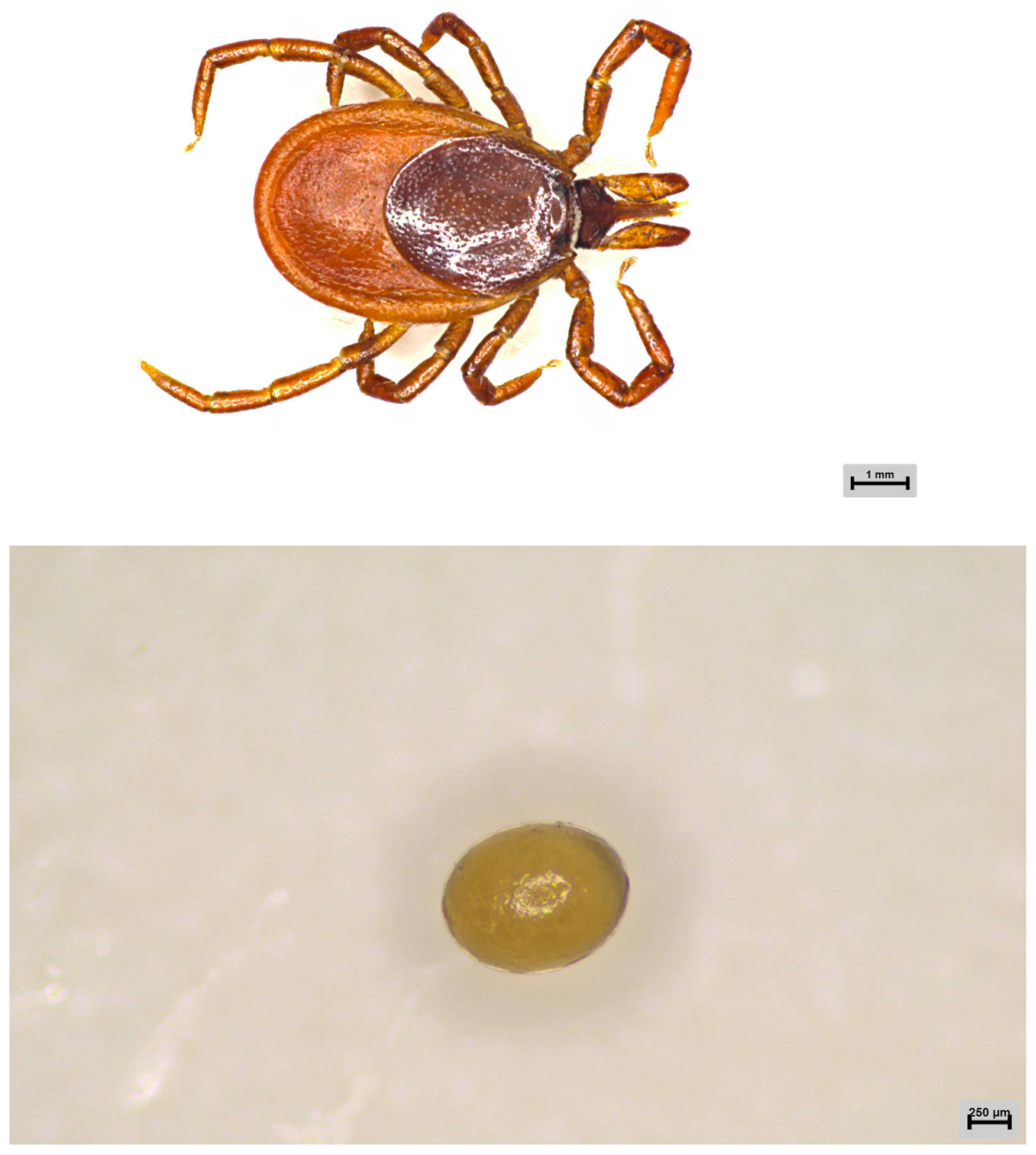 Animals 15 00830 g001a