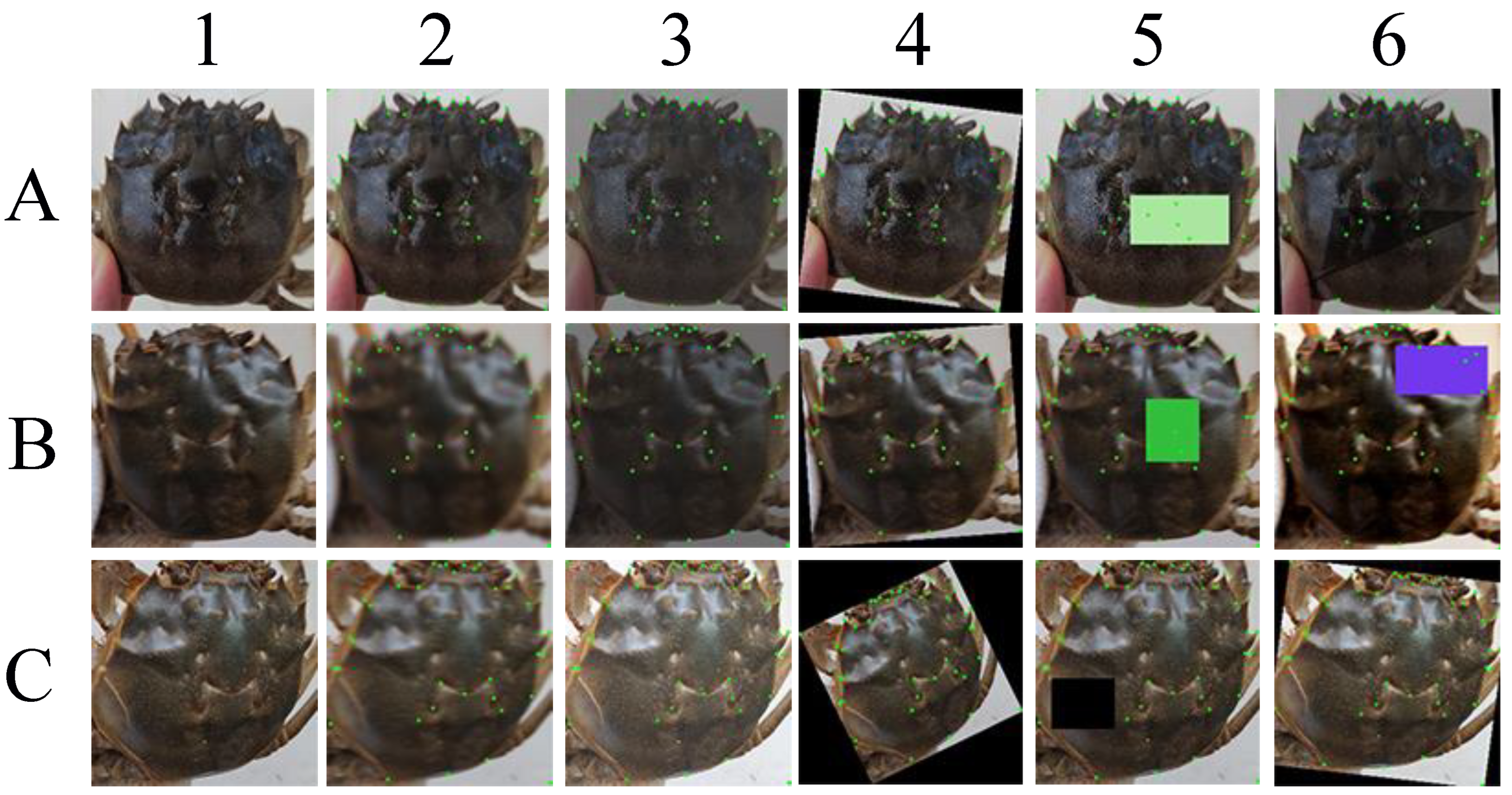 Animals 15 00836 g002