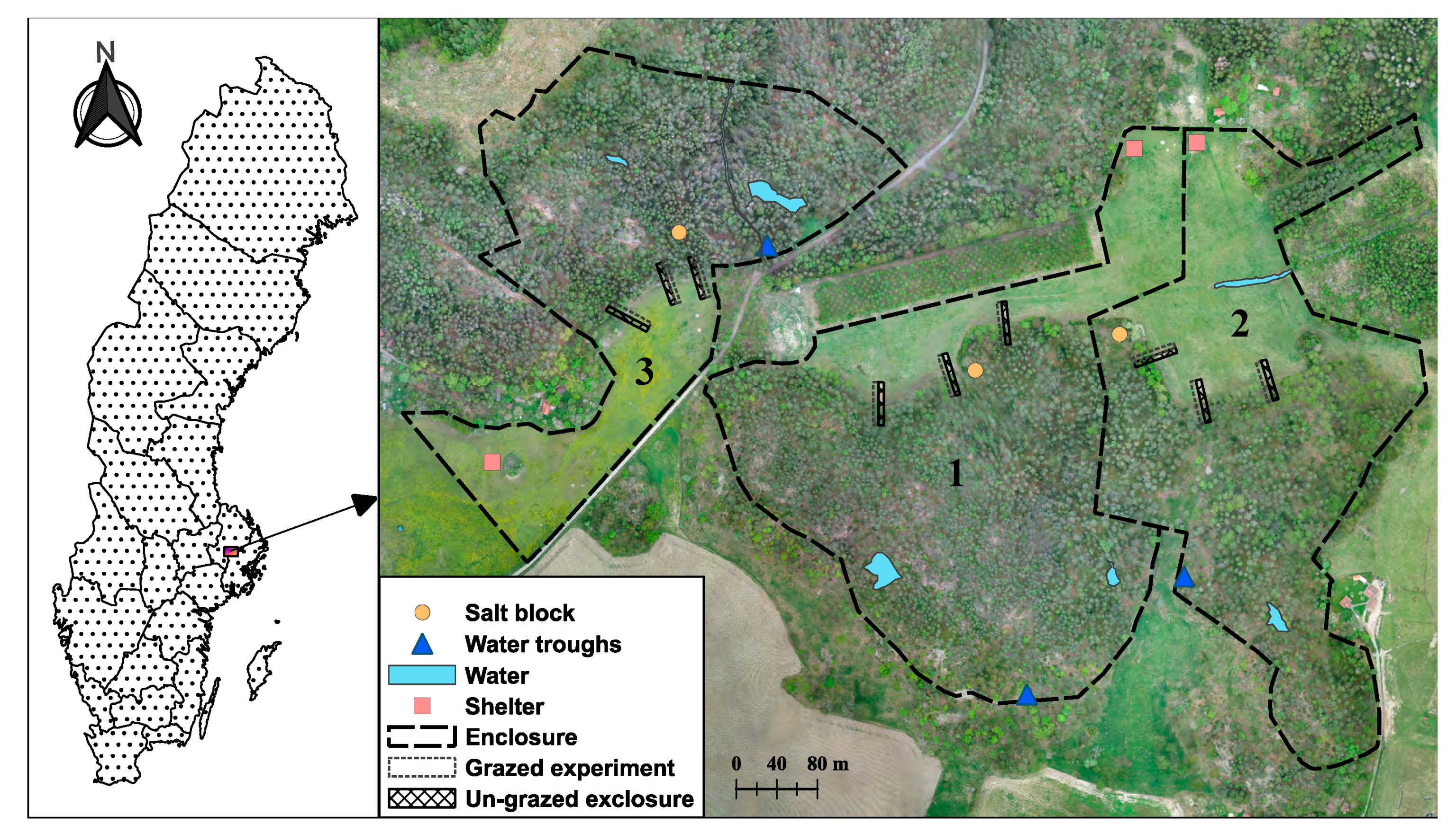 Animals 15 00862 g001