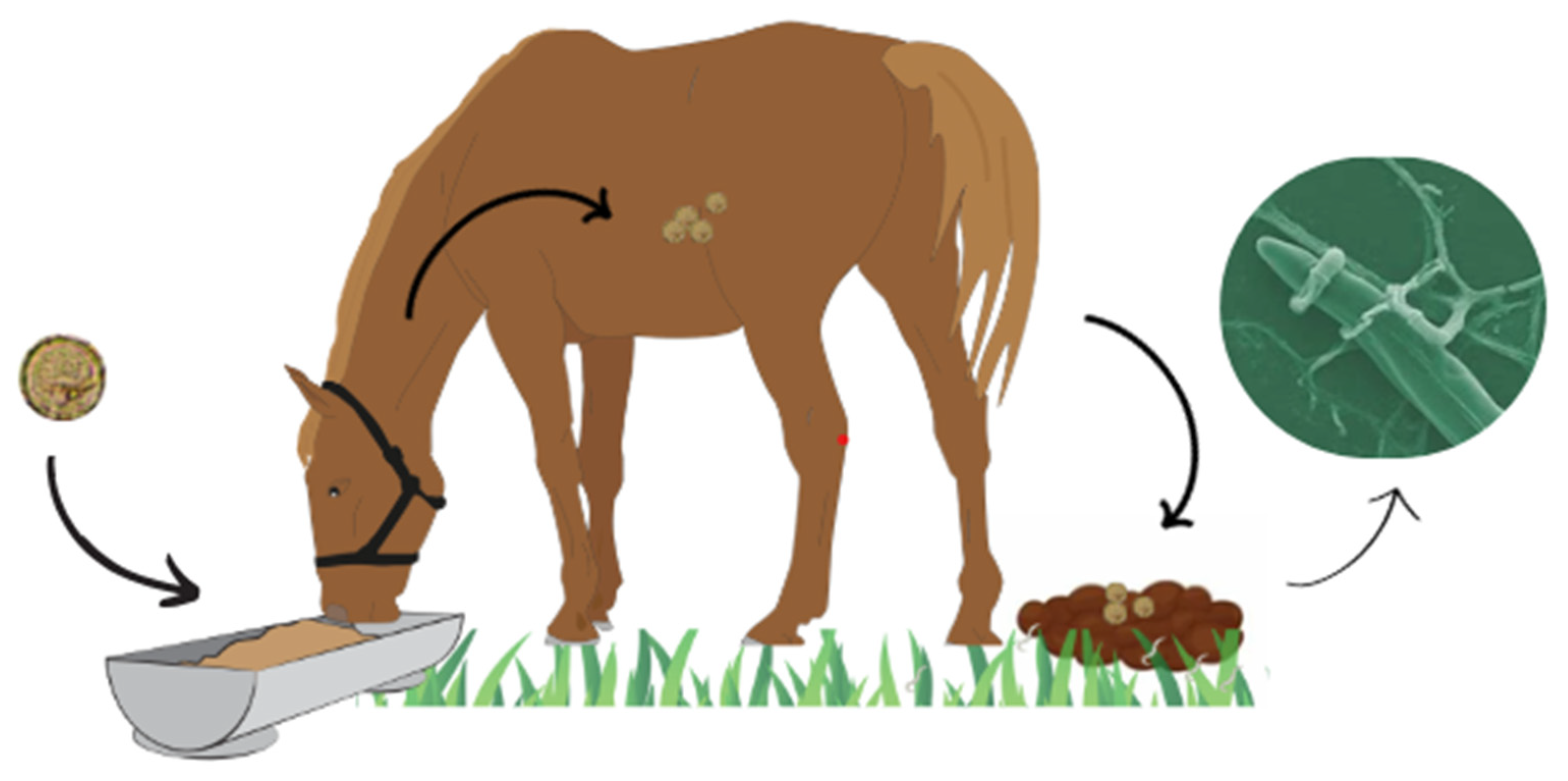 Animals 15 00864 g001