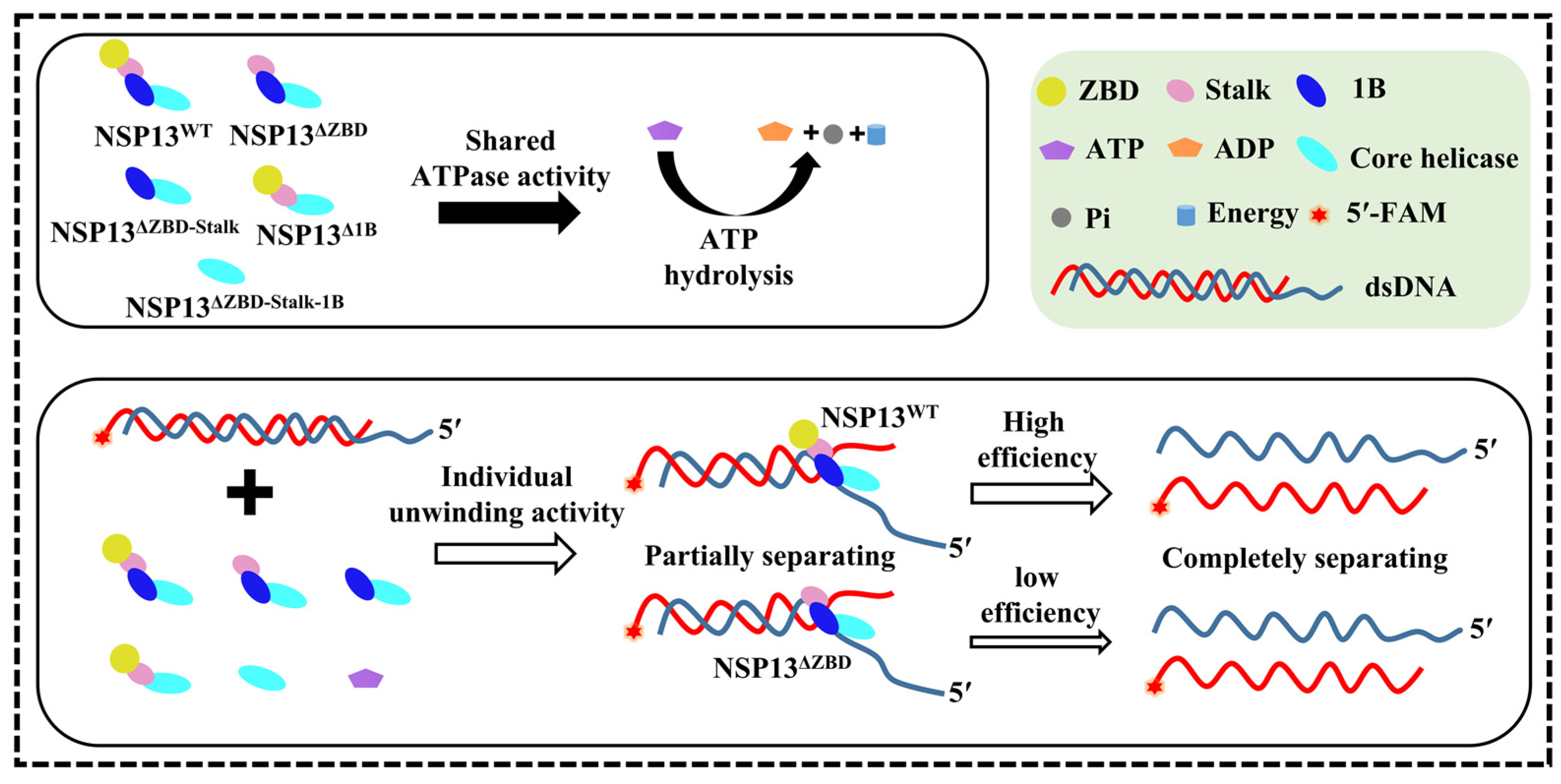 Animals 15 00865 g008
