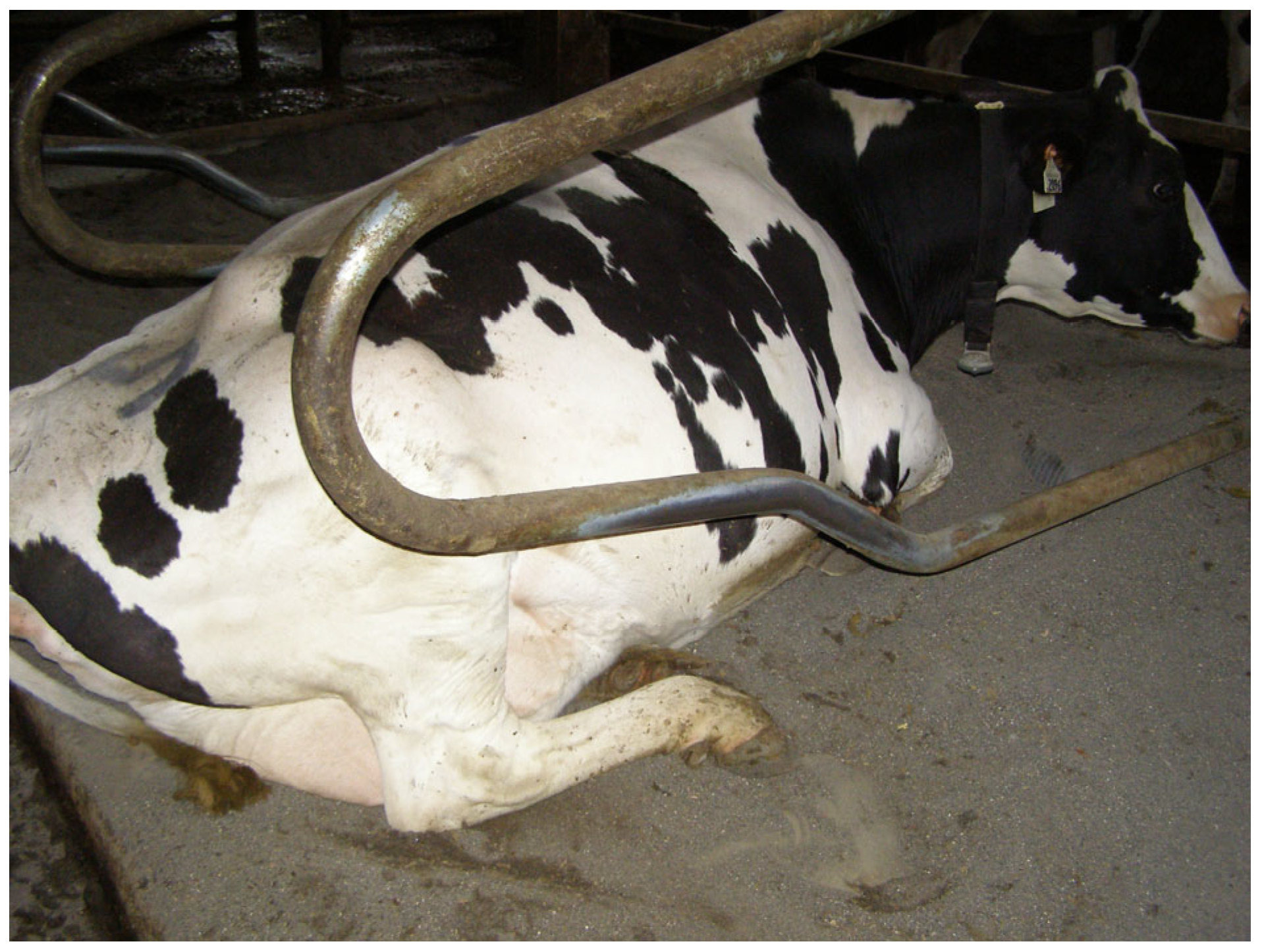 Animals 15 00880 g005