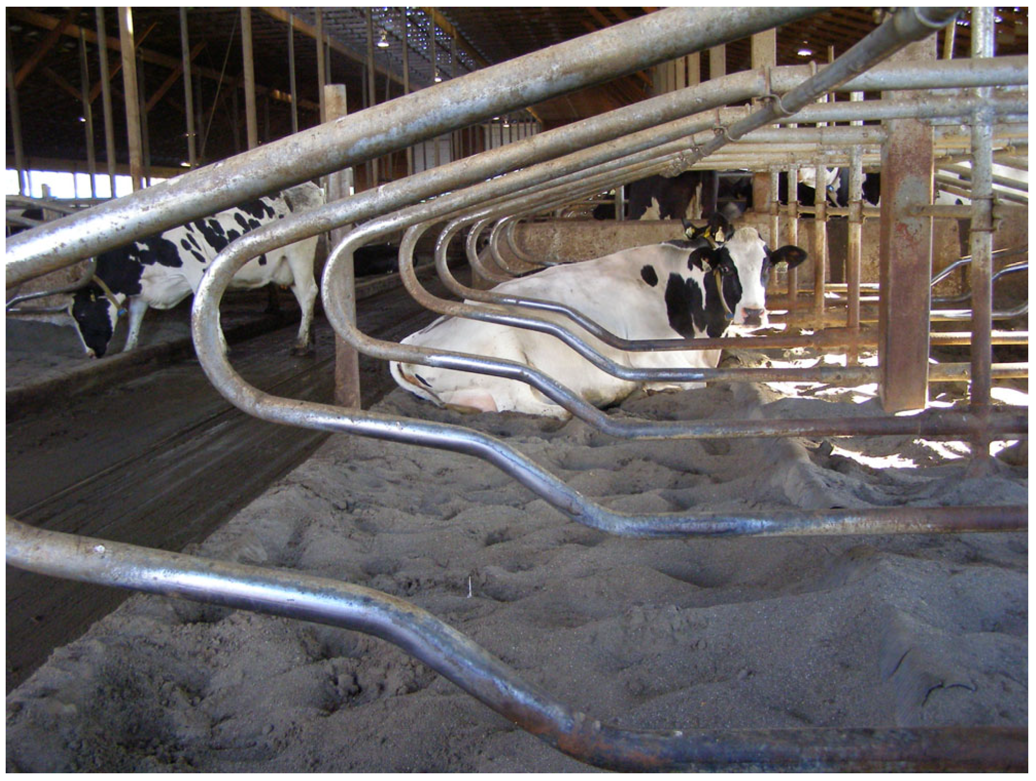 Animals 15 00880 g006