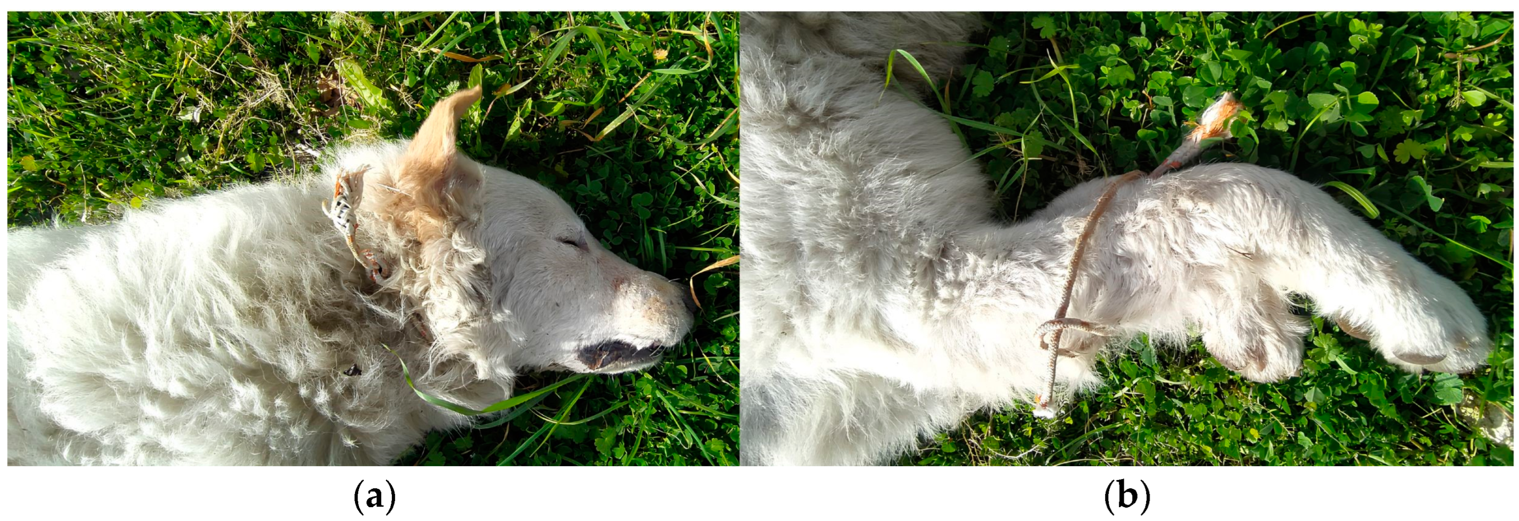 Animals 15 00884 g001 Animals 15 00884 g001