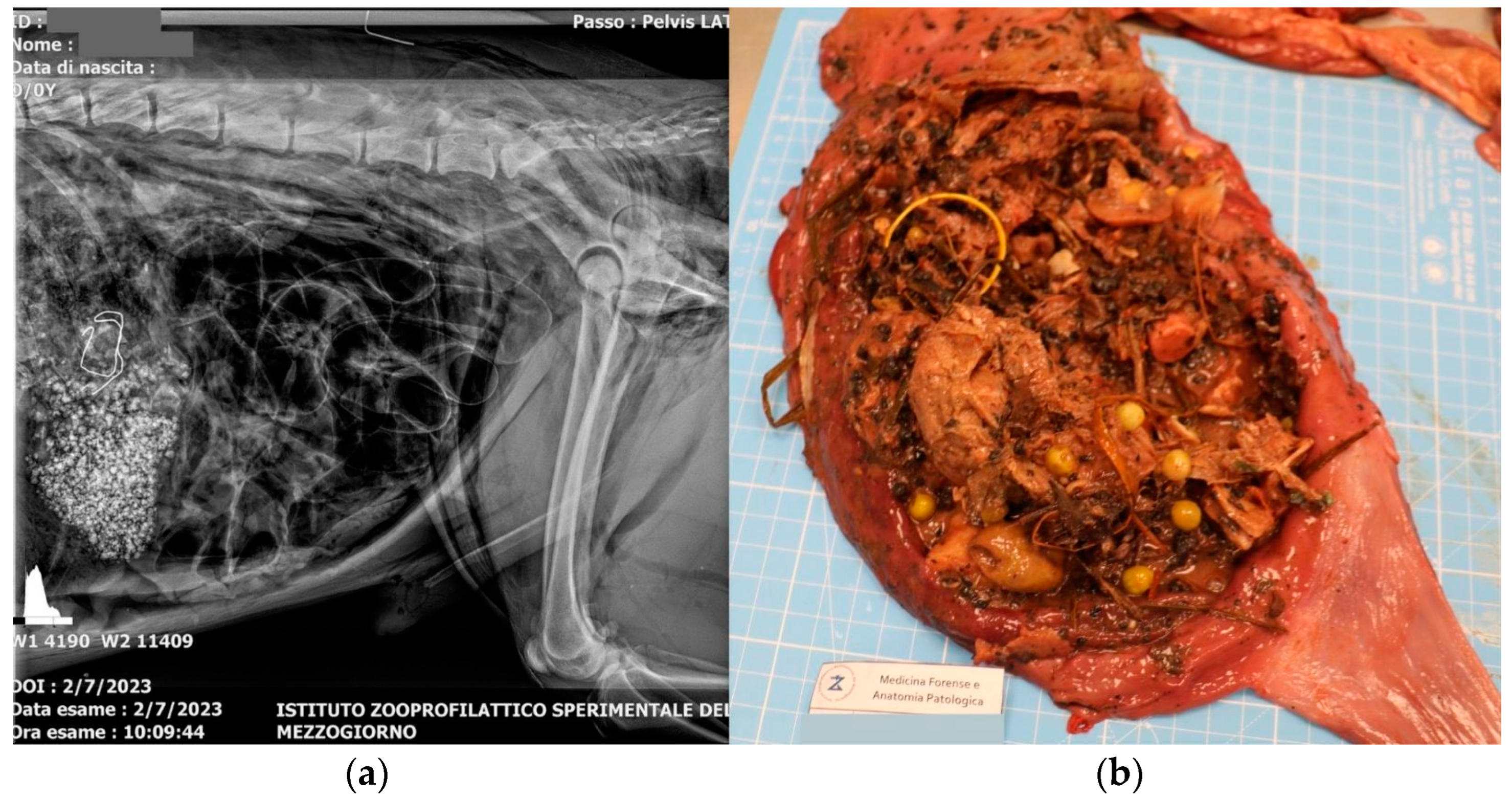Animals 15 00884 g003 Animals 15 00884 g003