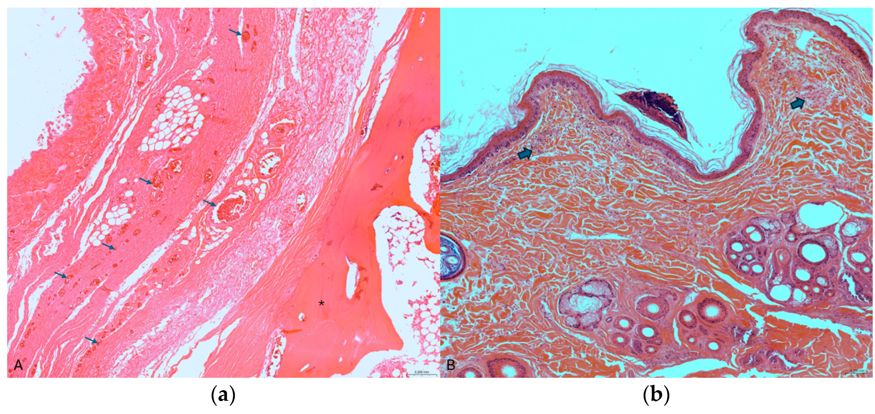 Animals 15 00884 g004 Animals 15 00884 g004