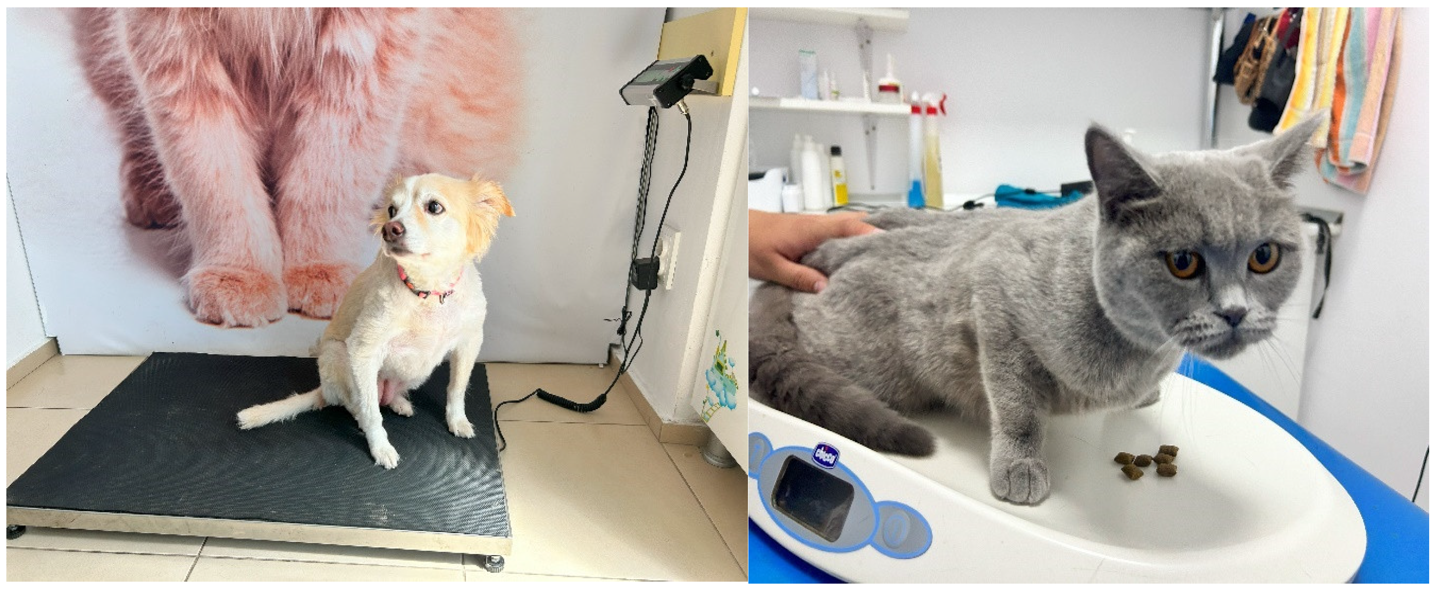 Animals 15 00894 g004