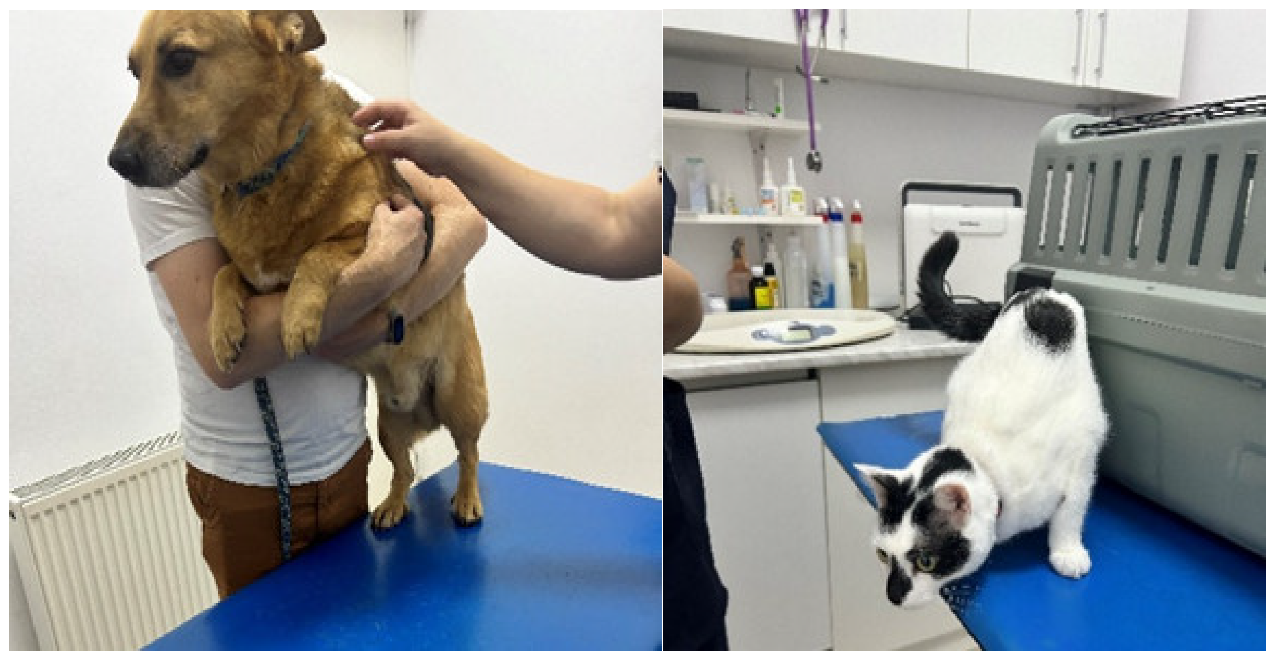 Animals 15 00894 g009