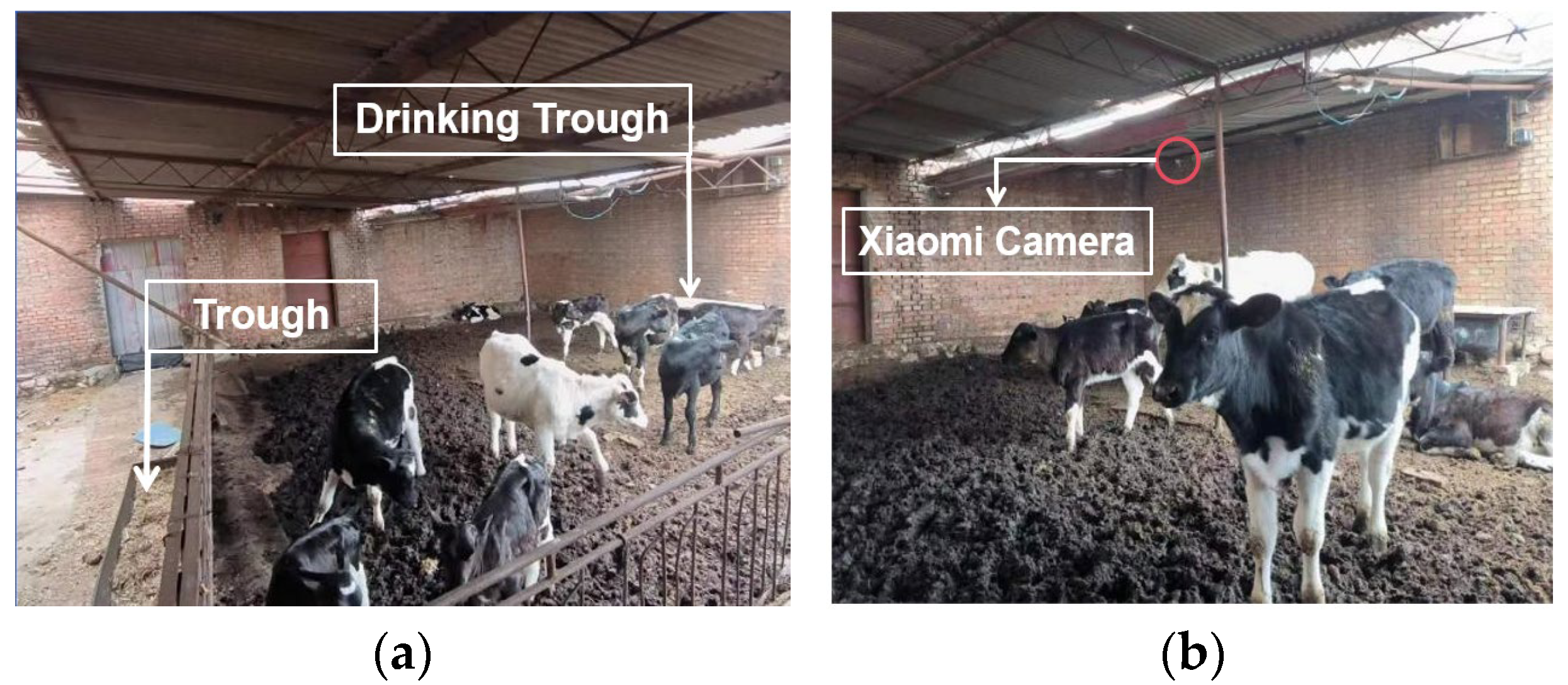 Animals 15 00898 g001